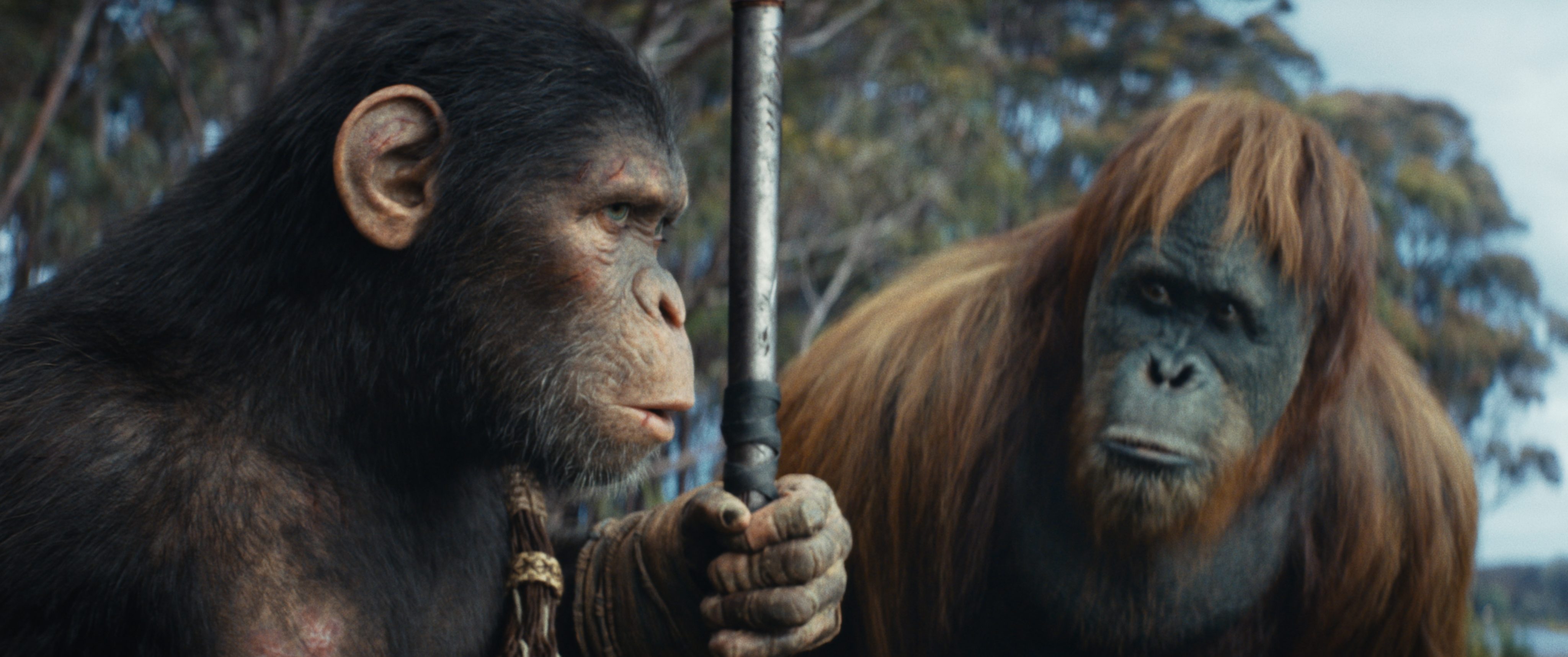 Kingdom of the Planet of the Apes\, image size:4096x1716
