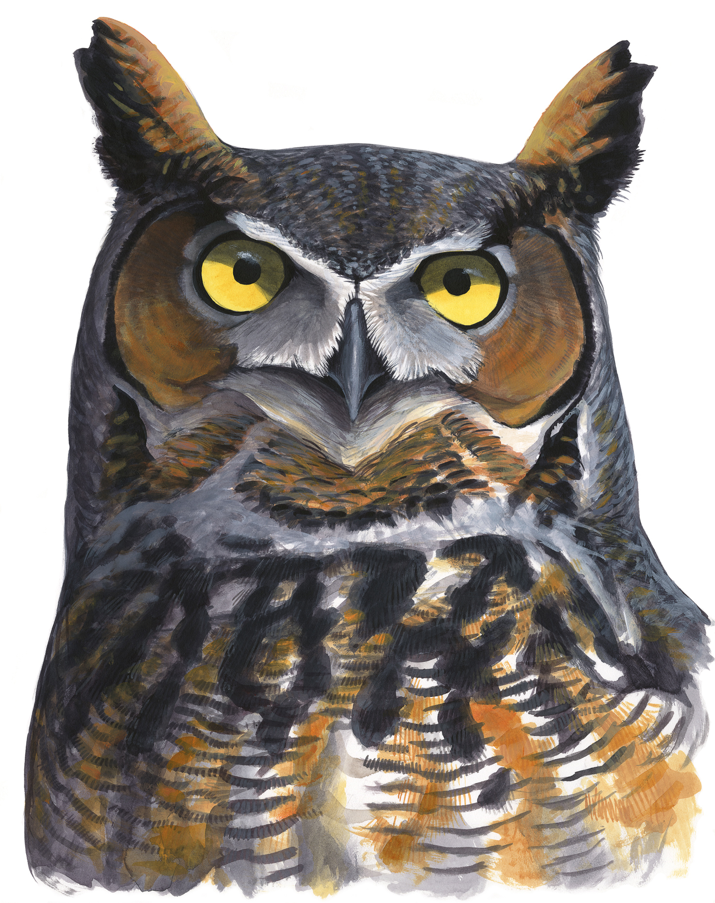 Great Horned Owl
