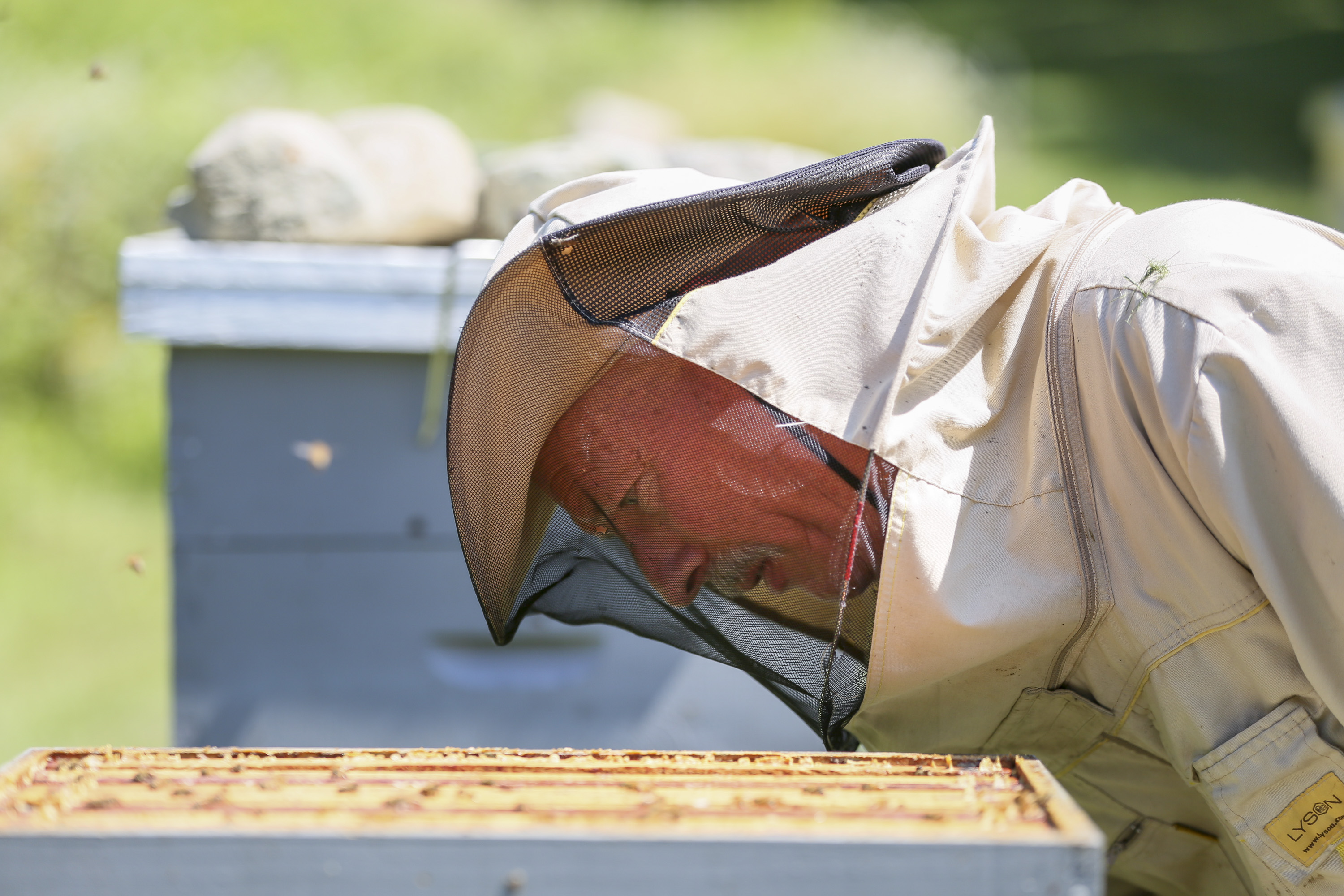 Top 10 mistakes a novice beekeeper makes - Ecocolmena