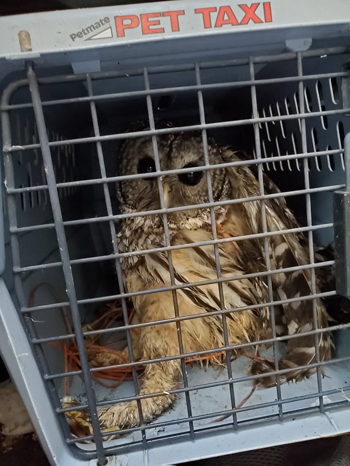 On Sept. 23, Norfolk Animal Control Officer Hilary Cohen helped rescue this barred owl that was tangled up in some netting.