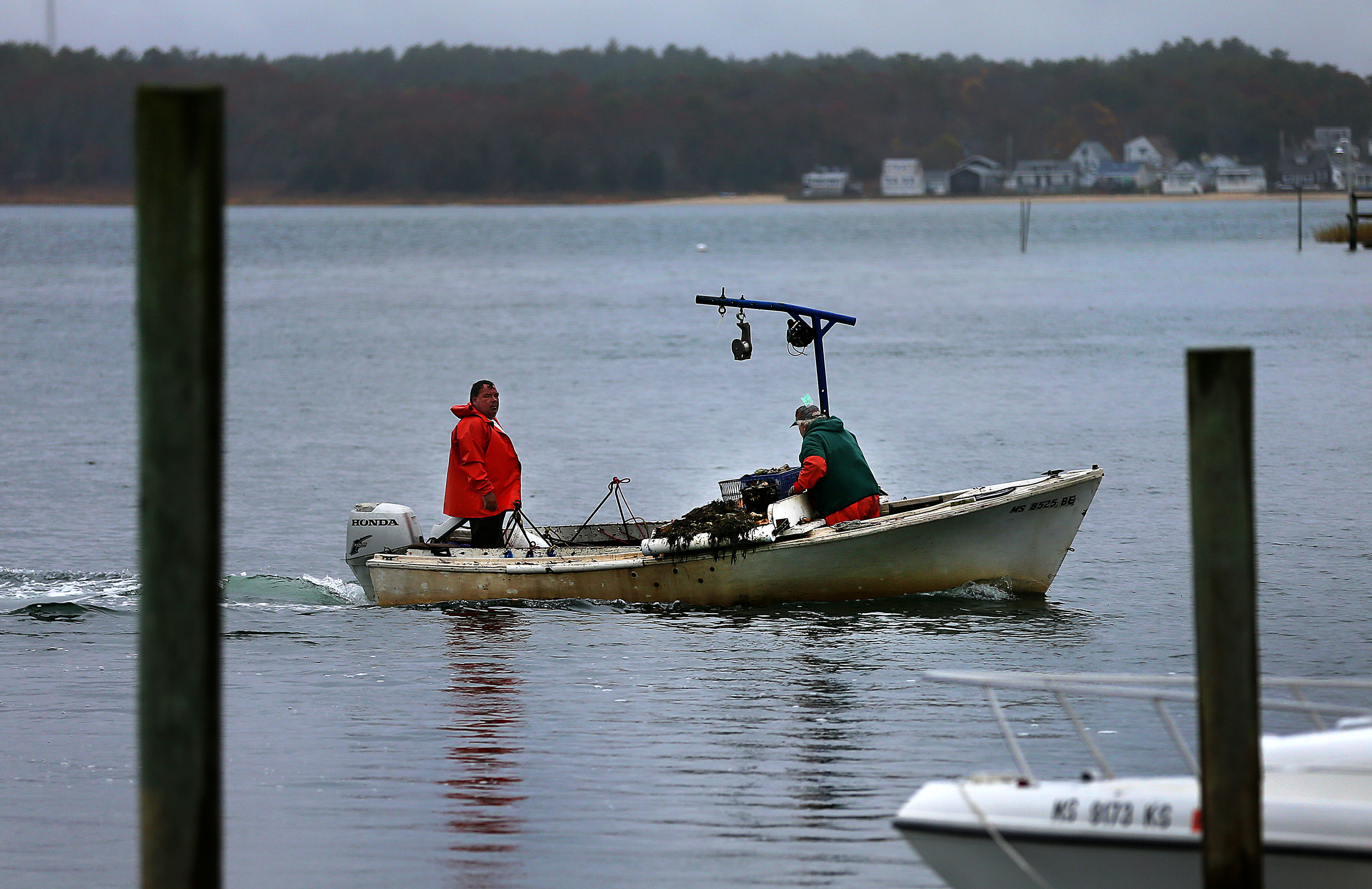 Oyster farmer Bruce Silverbrand, left, and his father-in-law Larry Weston, right, returned to the dock in Buttermilk Bay after hauling in oysters by dragging the bottom.