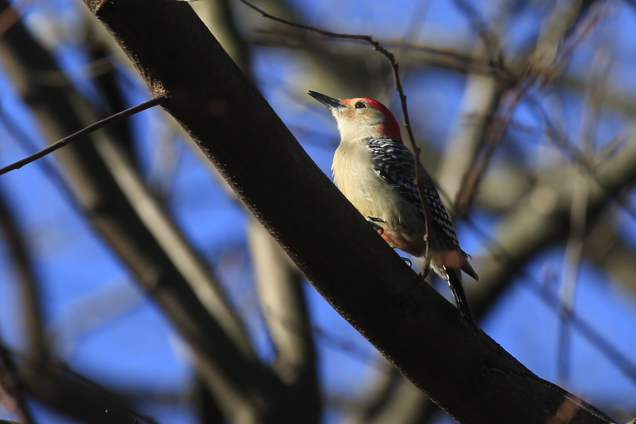 A Red-bellied Woodpecker stands on a branch in Central Park in New York City.