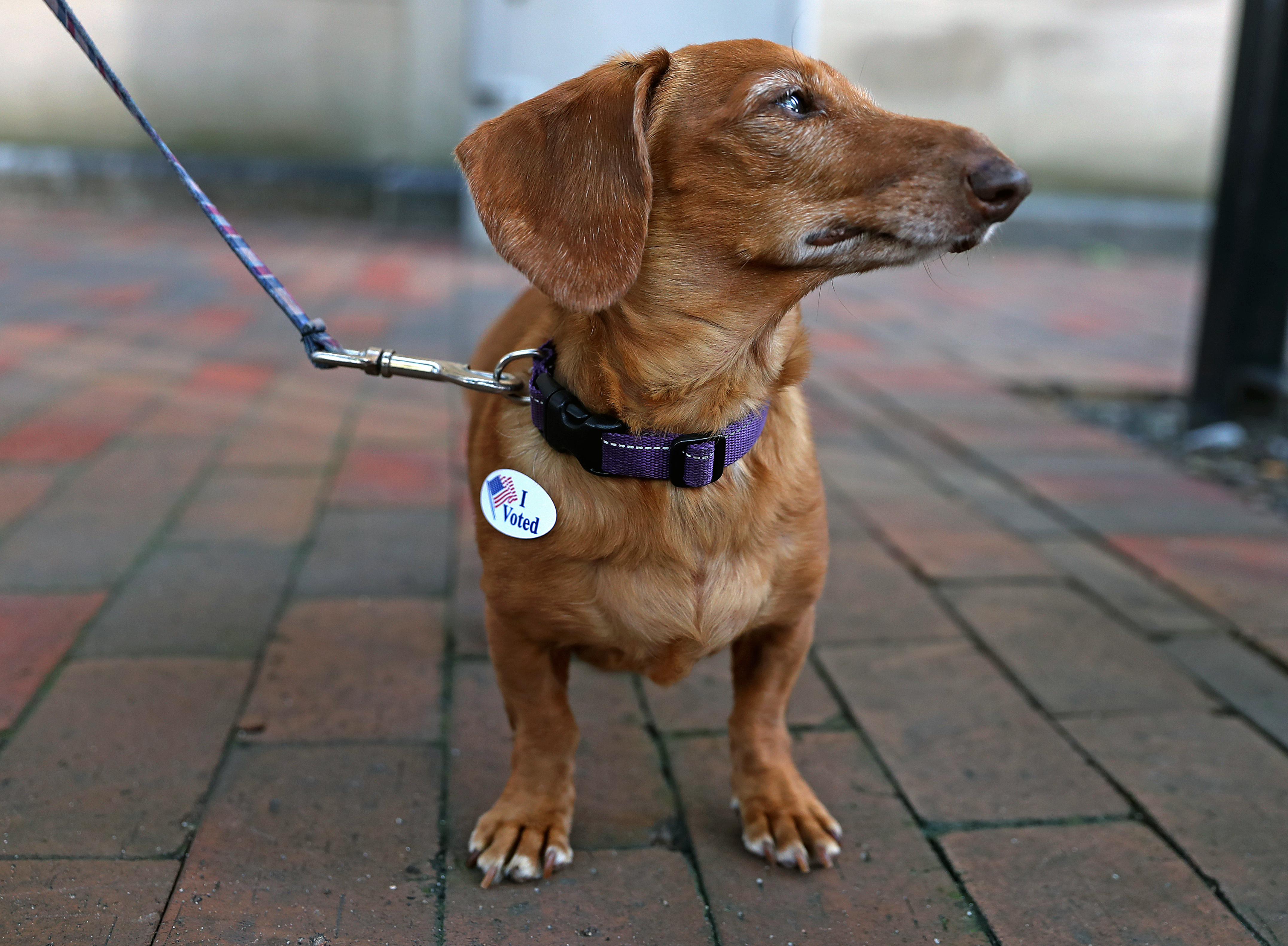 Bella stands proud after voting with her owner Brittany Schermerhorn of Boston at Ward 5 Precinct 1 polling place at the Benjamin Franklin Institute of Technology in Boston.