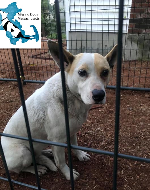 Bay, a Basenji who went missing in Framingham 2016, was recently found in Needham and reunited with her owner.