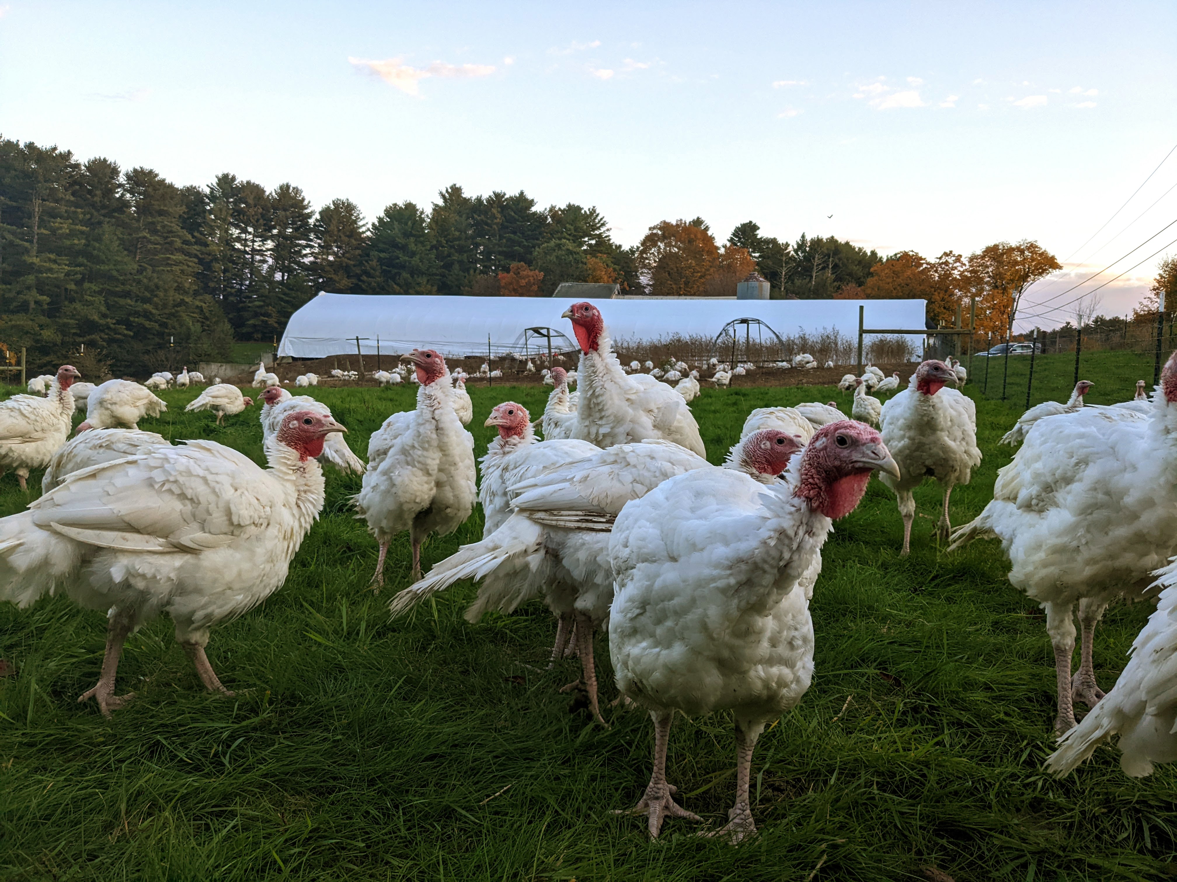 Glow-in-the-dark meat thermometer for your turkey - The Boston Globe