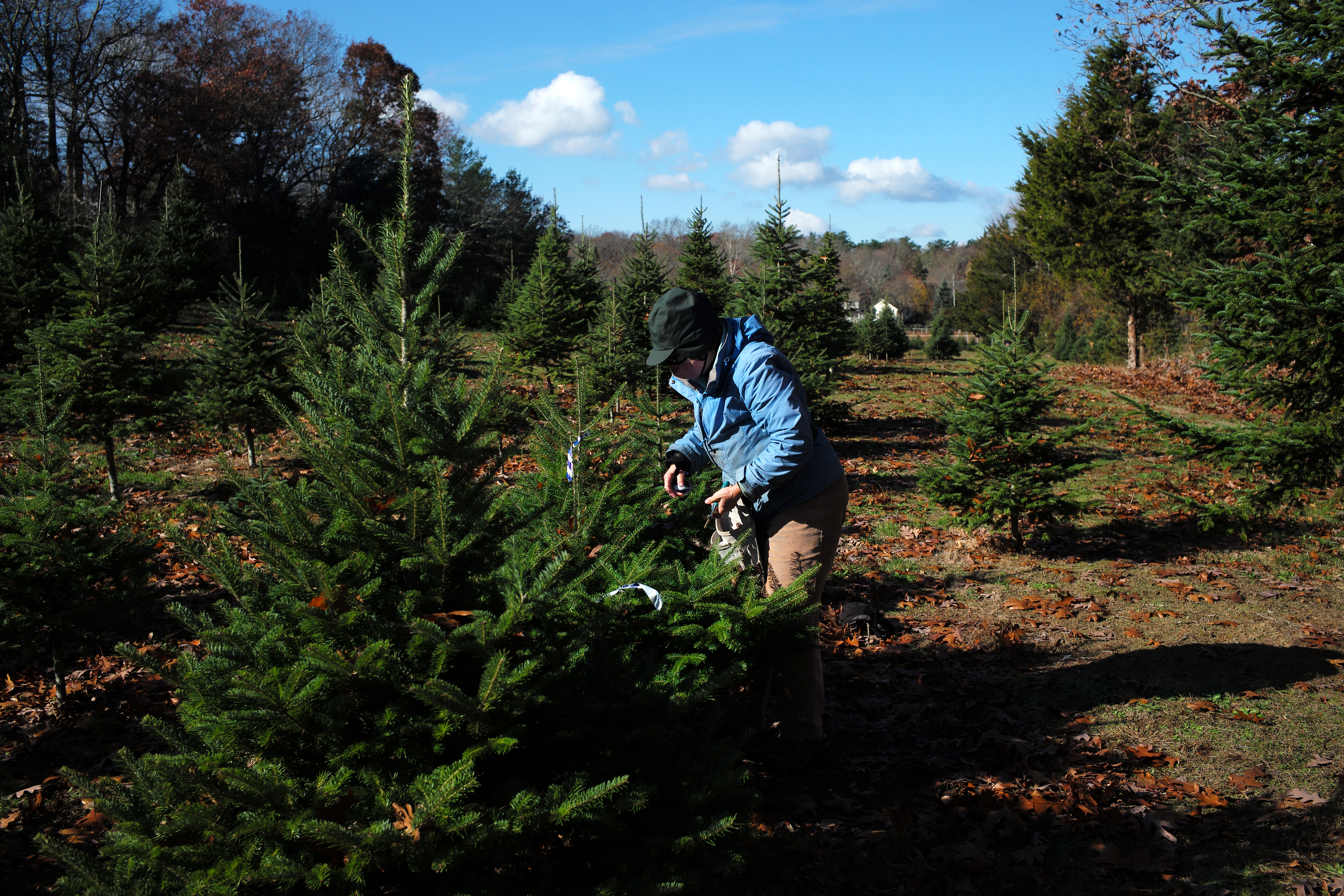 Beverly Westerveld, the owner of Tree-Berry Farm in Scituate, out in the field with the trees on a cool morning.