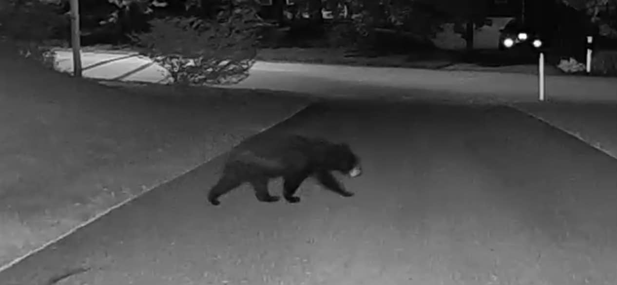 Black bears spotted in Portland neighborhoods