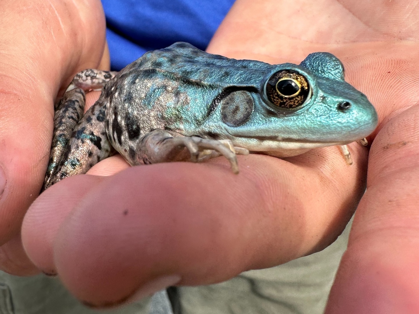 Rare Blue Frog Struts its Stuff at NHM, Humboldt NOW