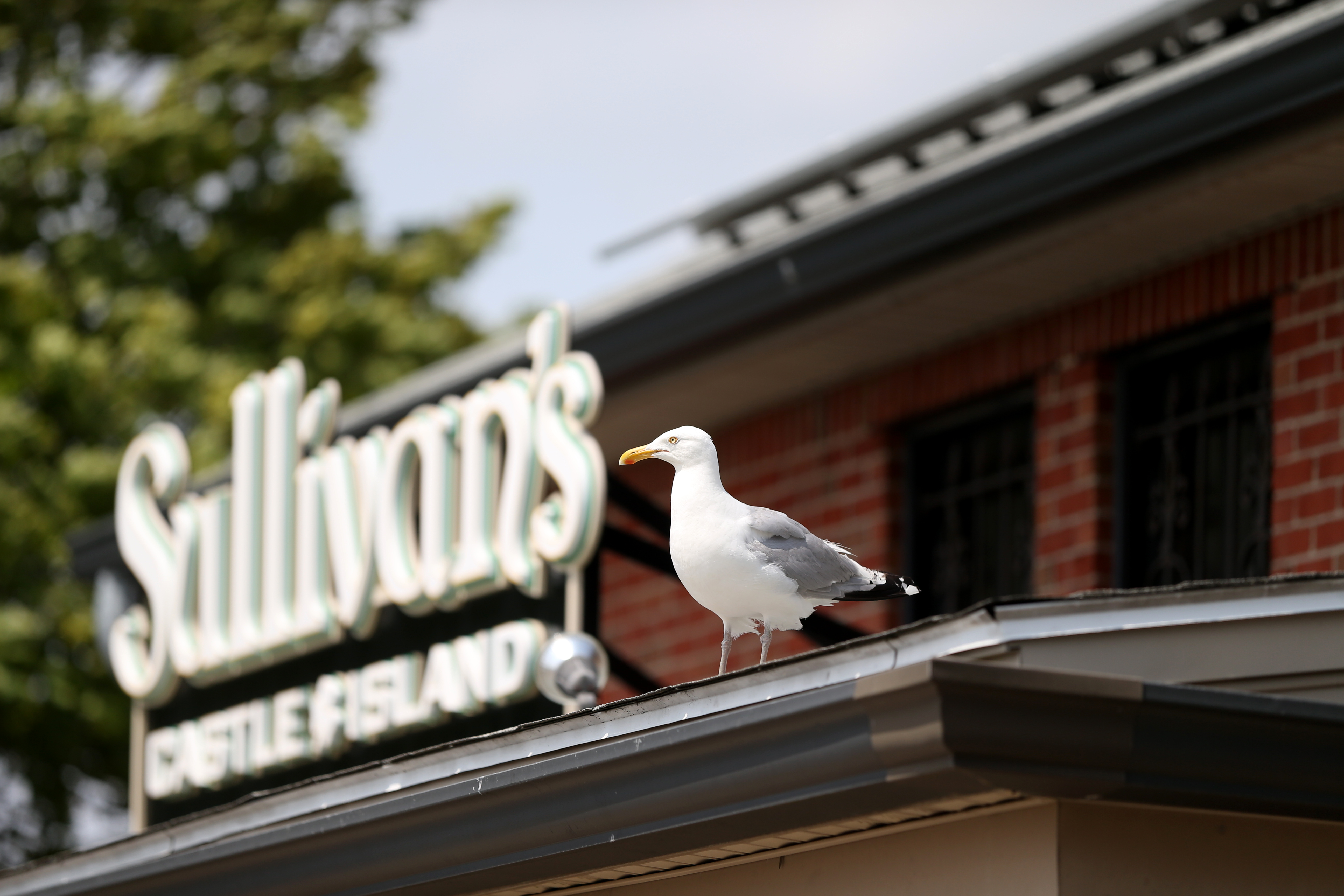 Lay Off I'm Starving - Seagull - French Fries- Gulls - Junk Food