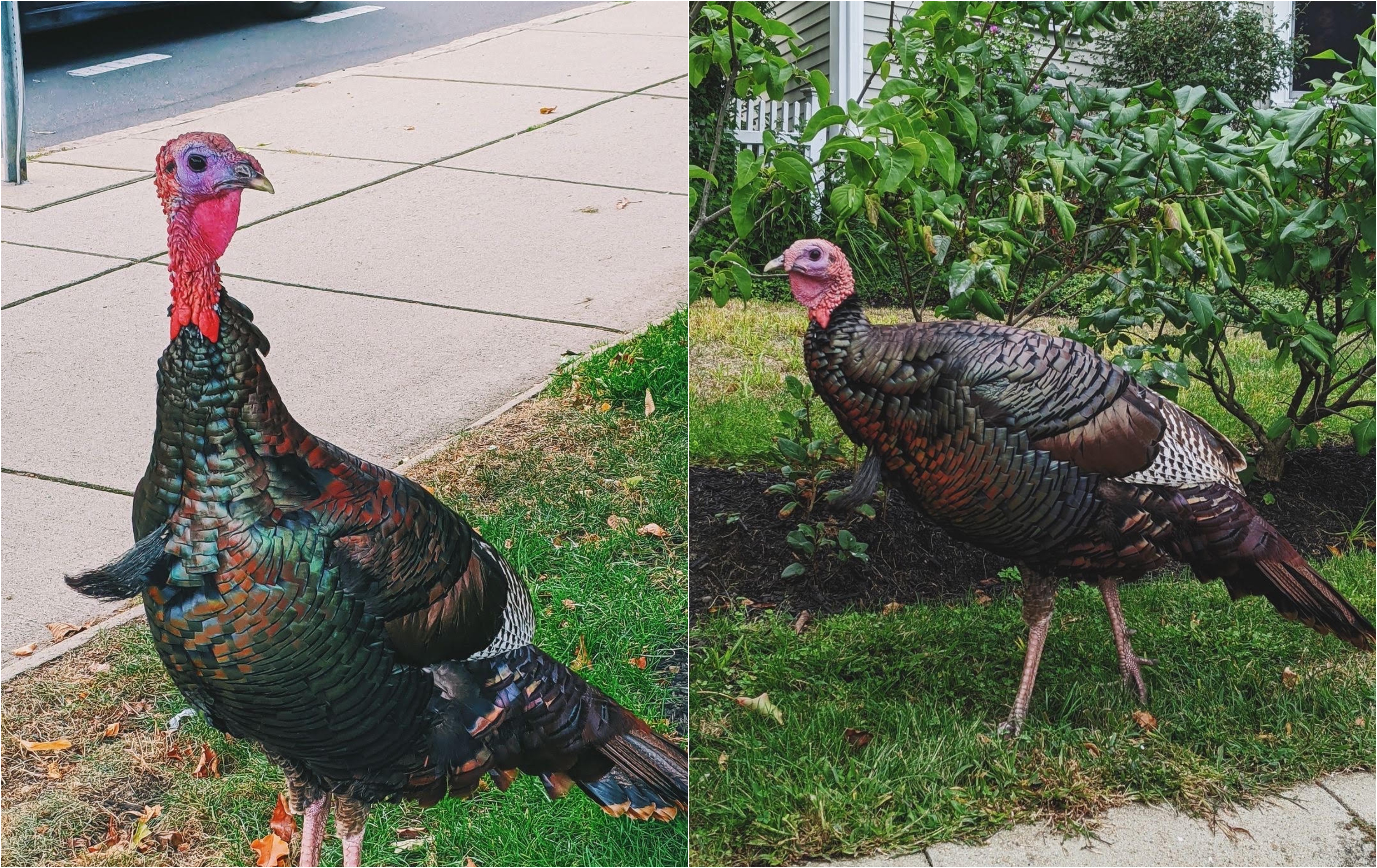 A Somerville Turkey That Became A Neighborhood Icon Is No More The Boston Globe