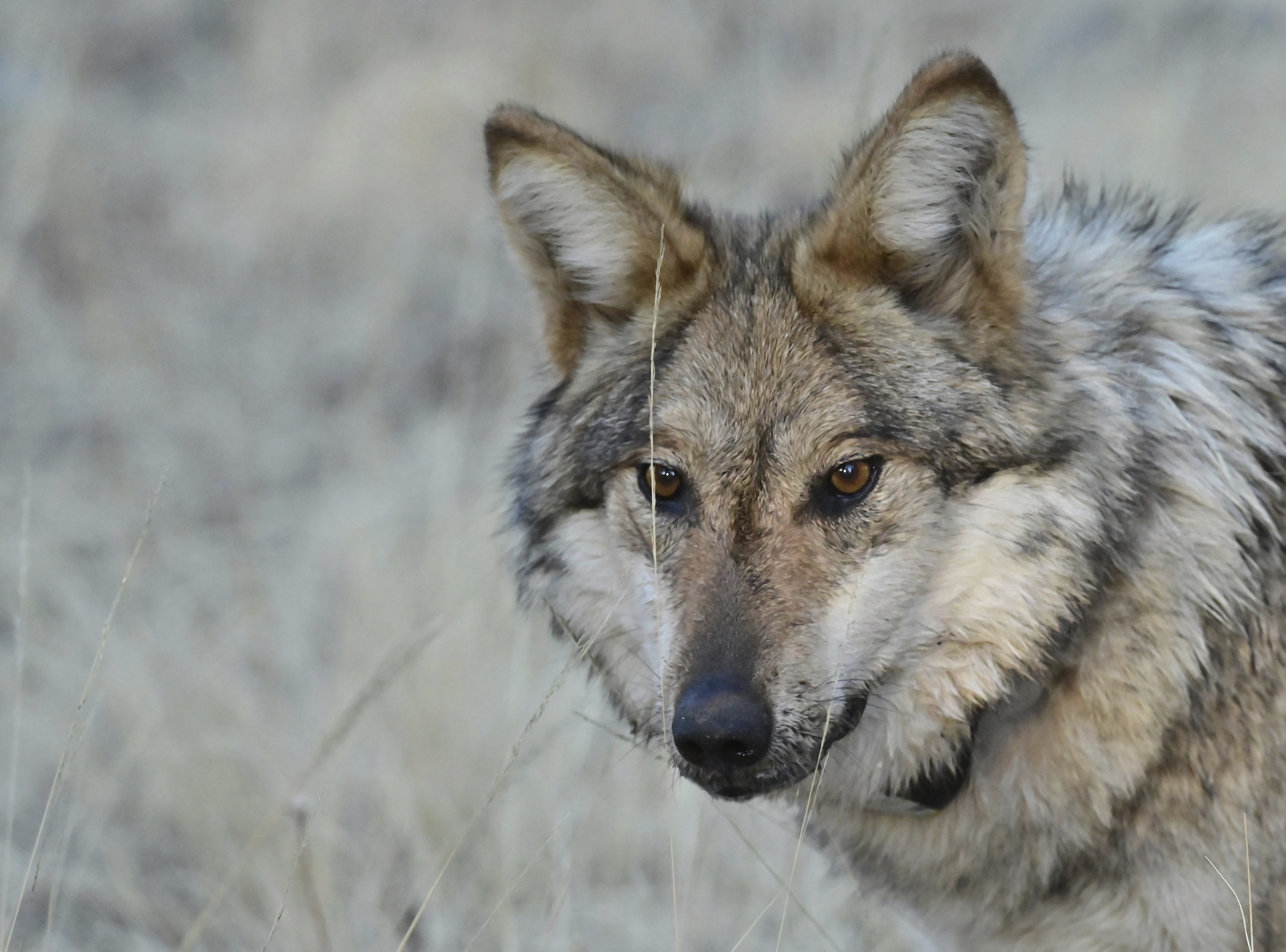 Snatched pets and livestock deaths blamed on wolves raise alarms