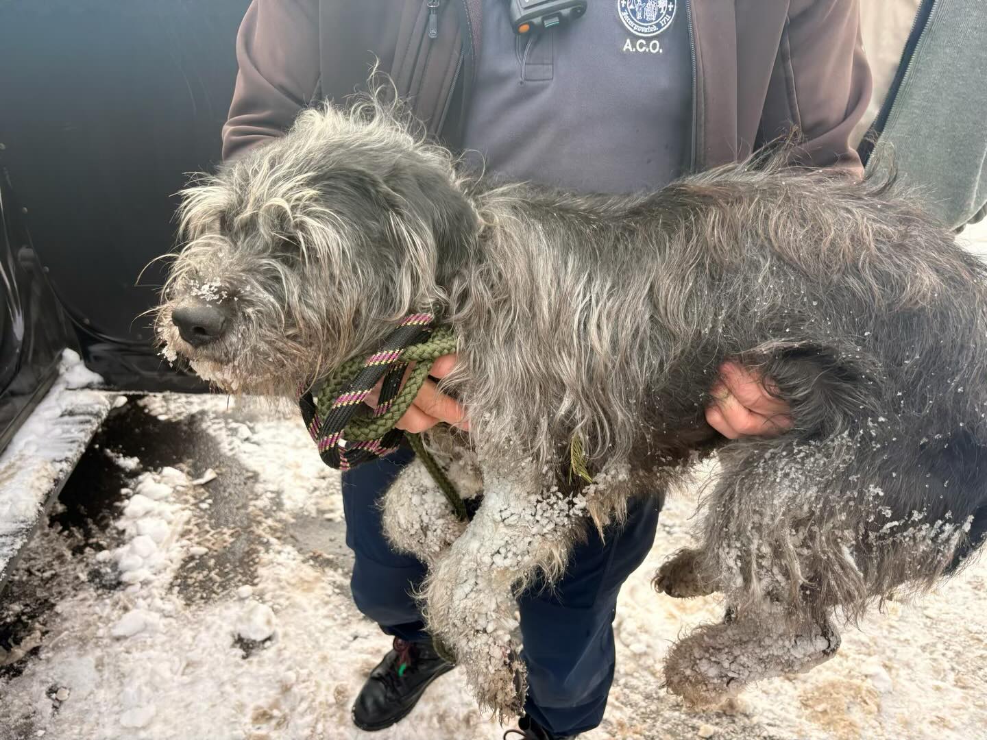 Lost Needham dog makes full recovery after six days in snow