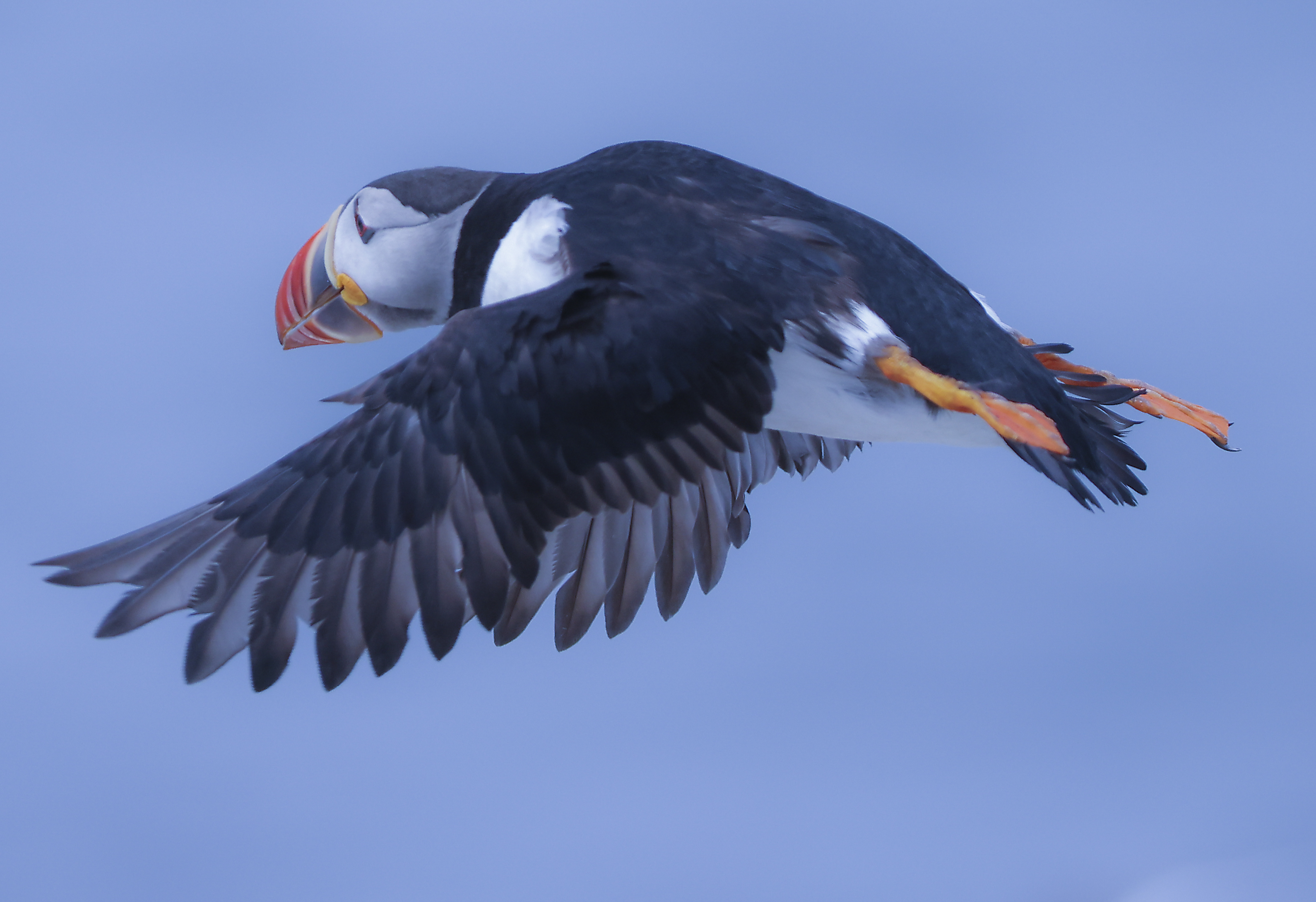 A bellwether of climate change, puffins are struggling to survive