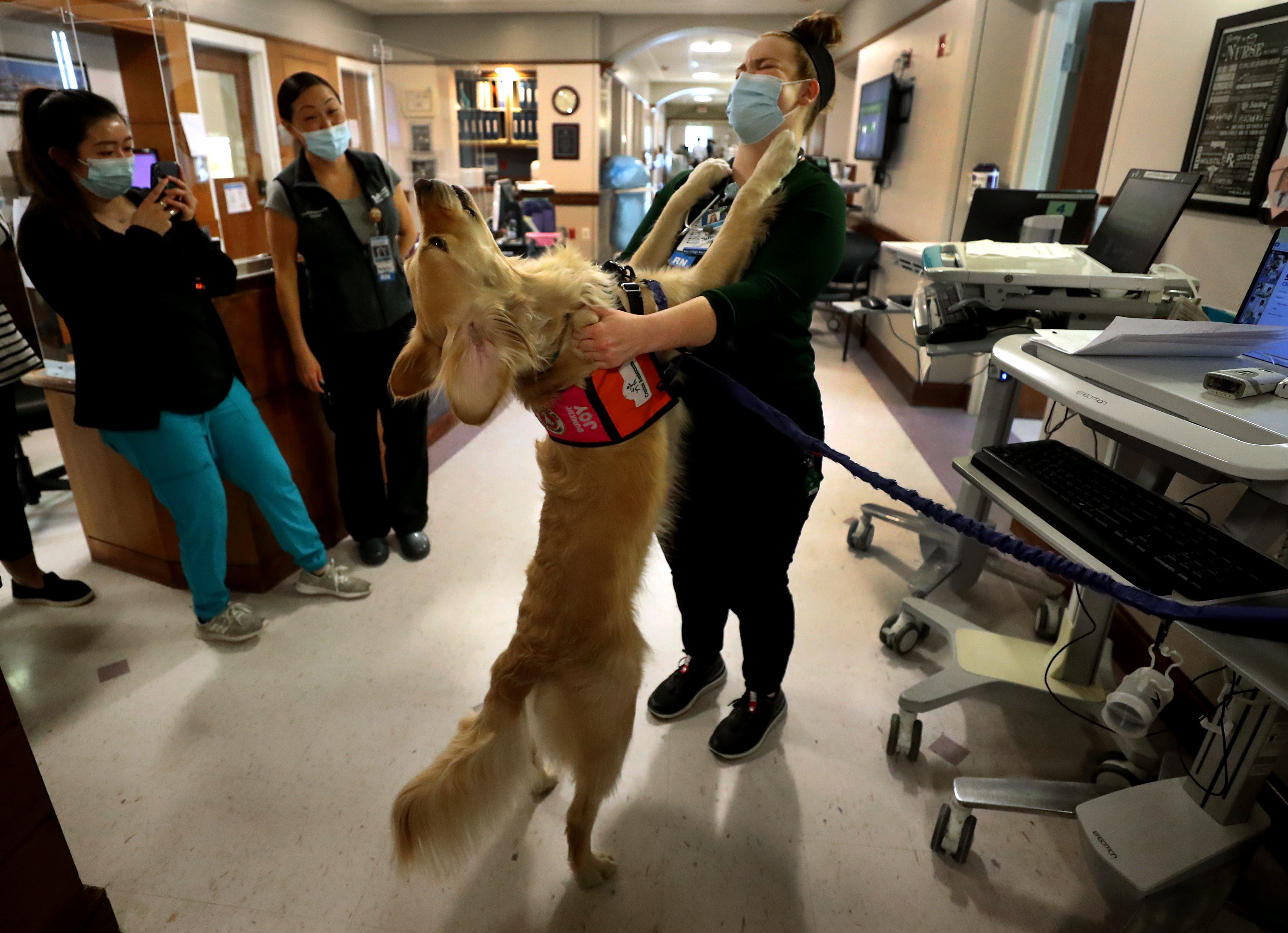 Registered nurse Molly Ridge gets a hug from comfort dog Bob at Tufts Medical Center.
