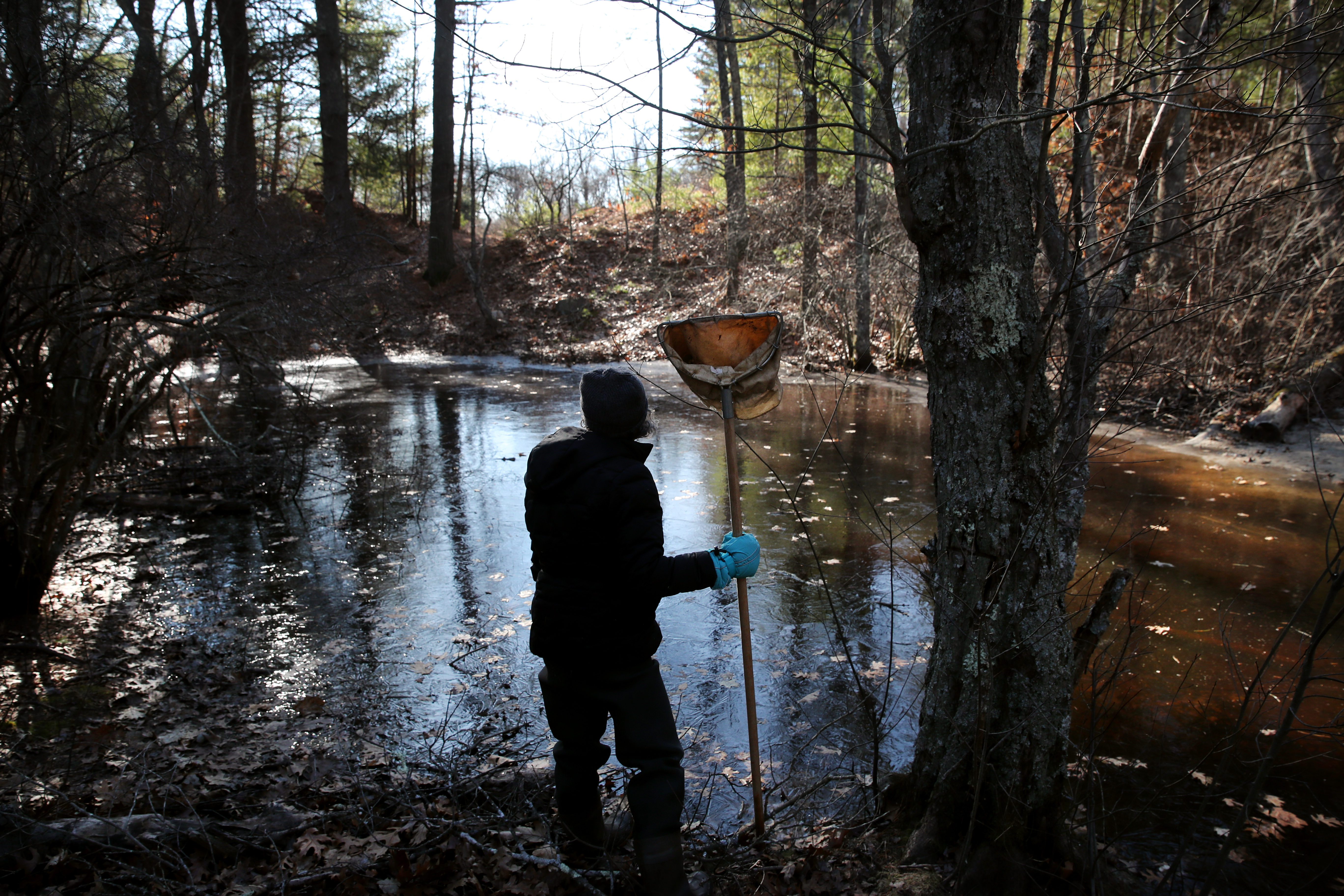 Kyla Bennett of the Public Employees for Environmental Responsibility toured vernal pools in the Hockomock Swamp in Easton on January 17.