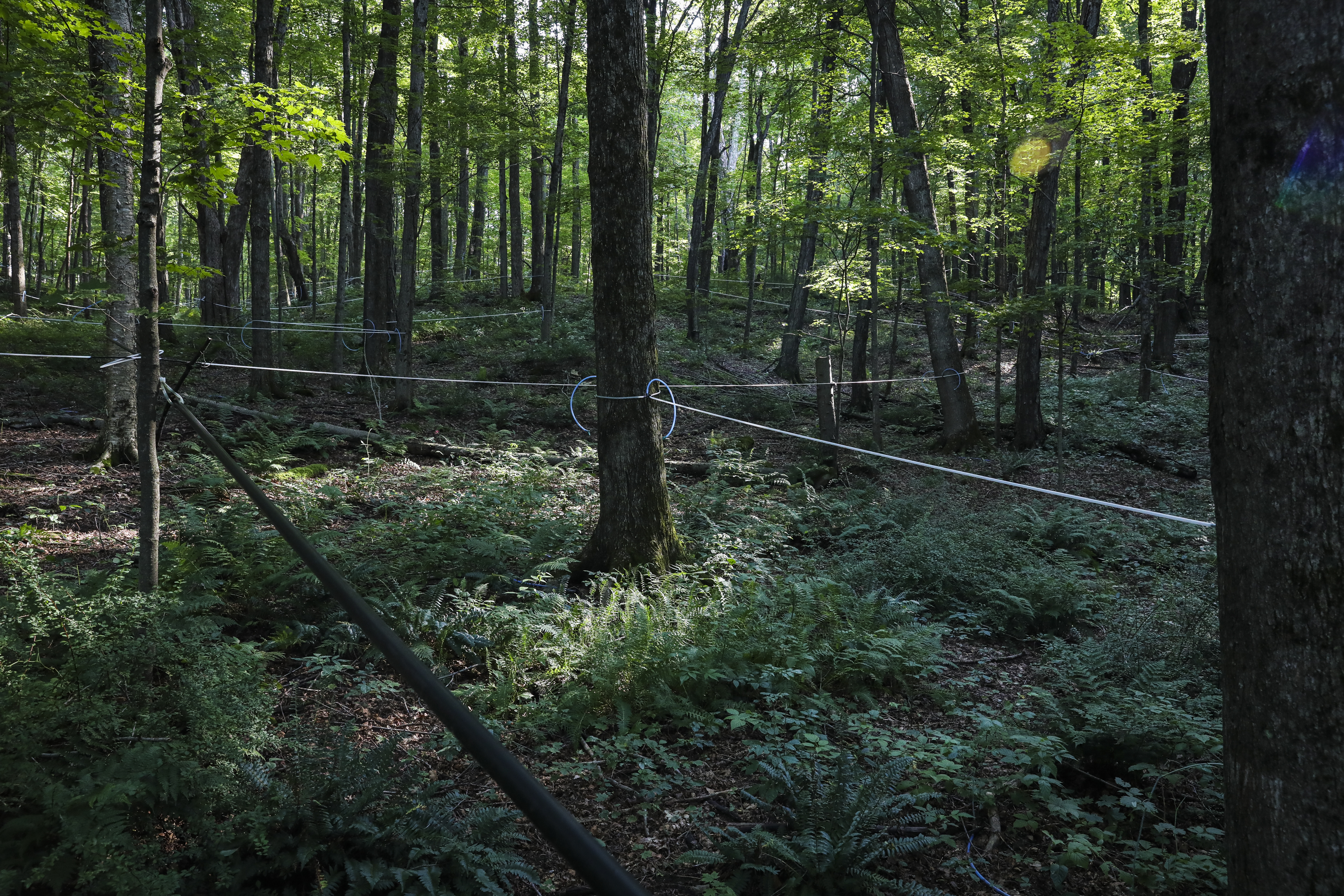 Plastic piping for tapping laces through the forest at Sweet Brook Farm in Williamstown.