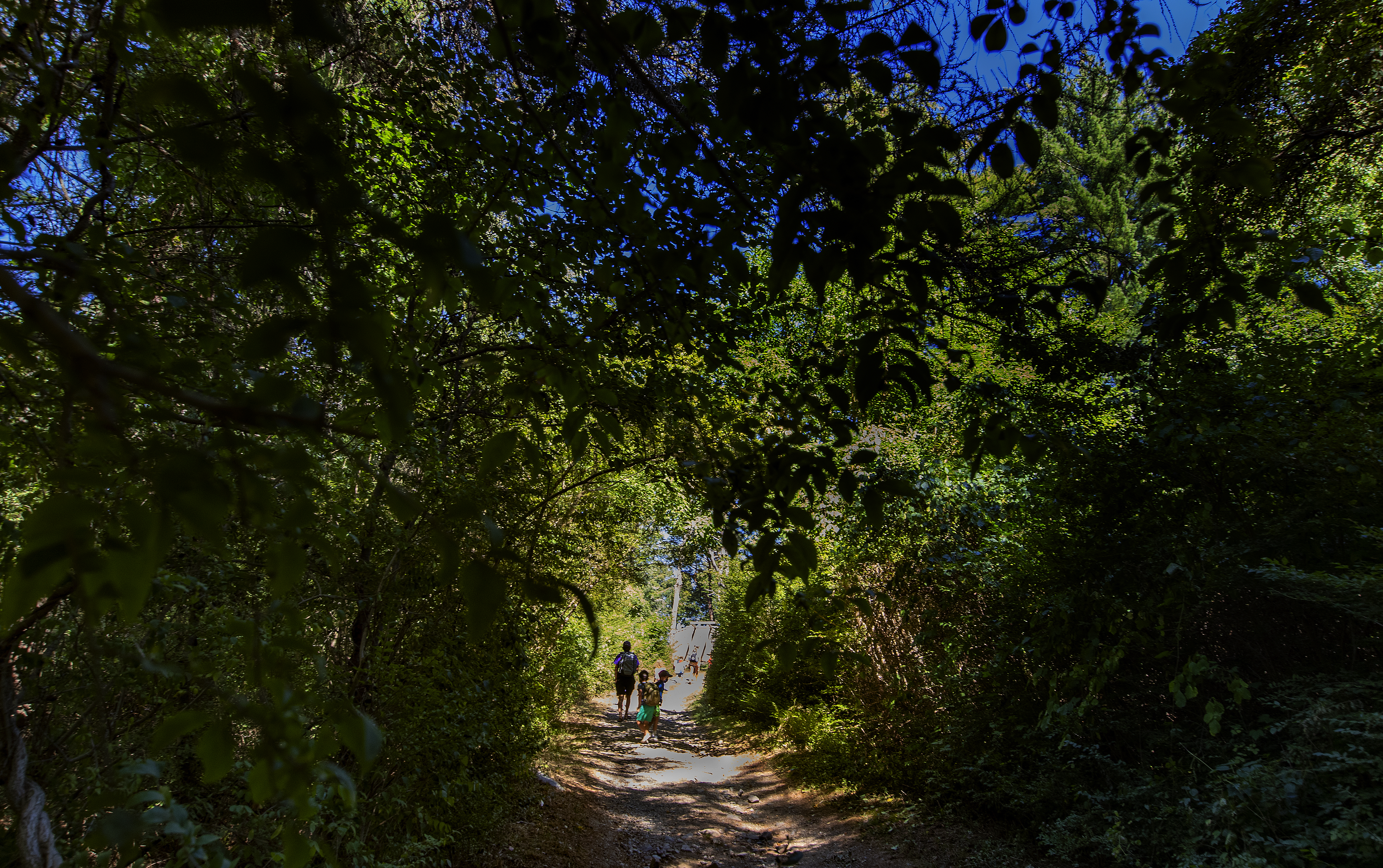 A family walked through a tunnel of trees at the Crane Estate in Ipswich.