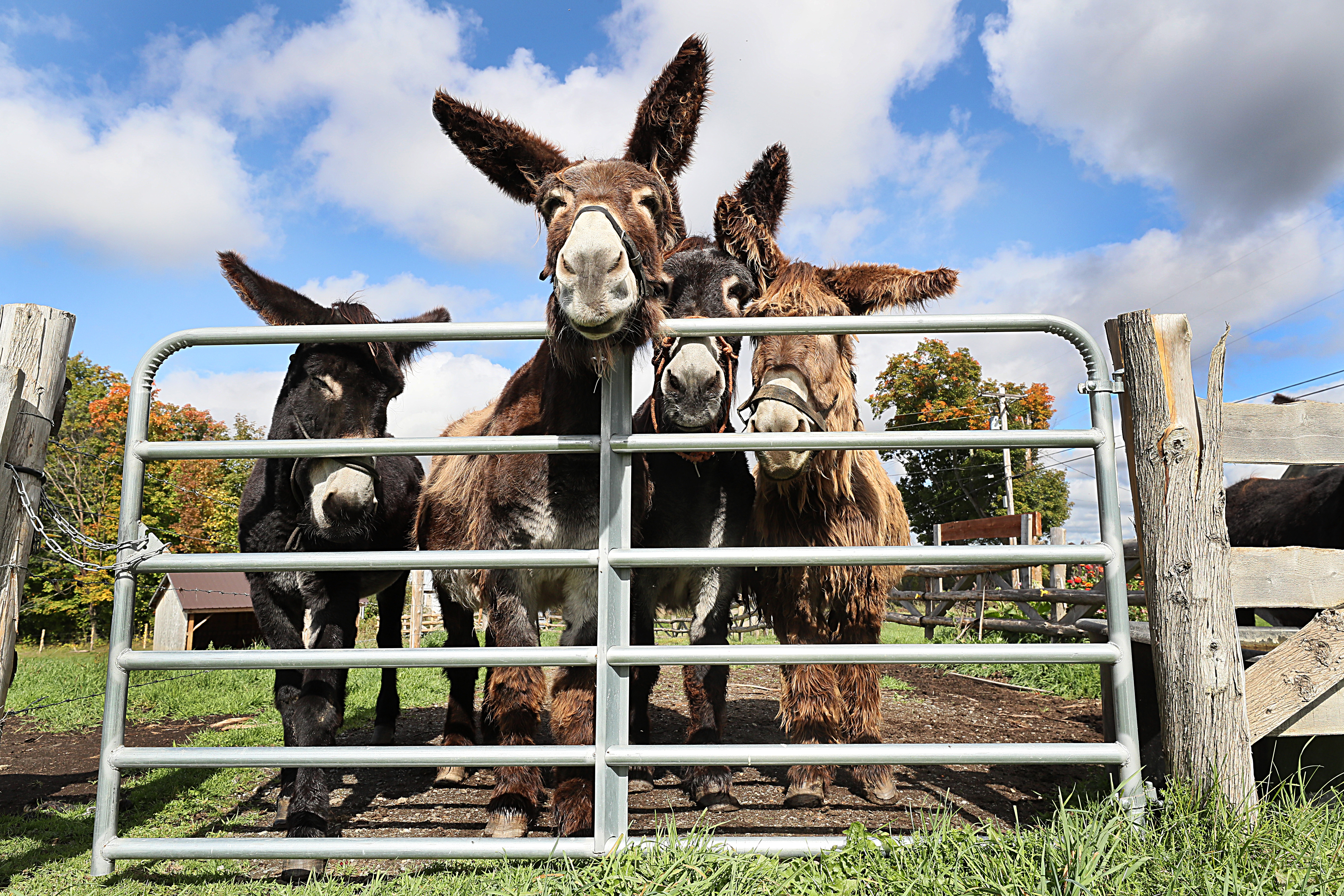 Rare Baudet du Poitou donkeys at Arnold's Rescue Center, a home of last resort for abandoned donkeys, in Brownington, Vt.