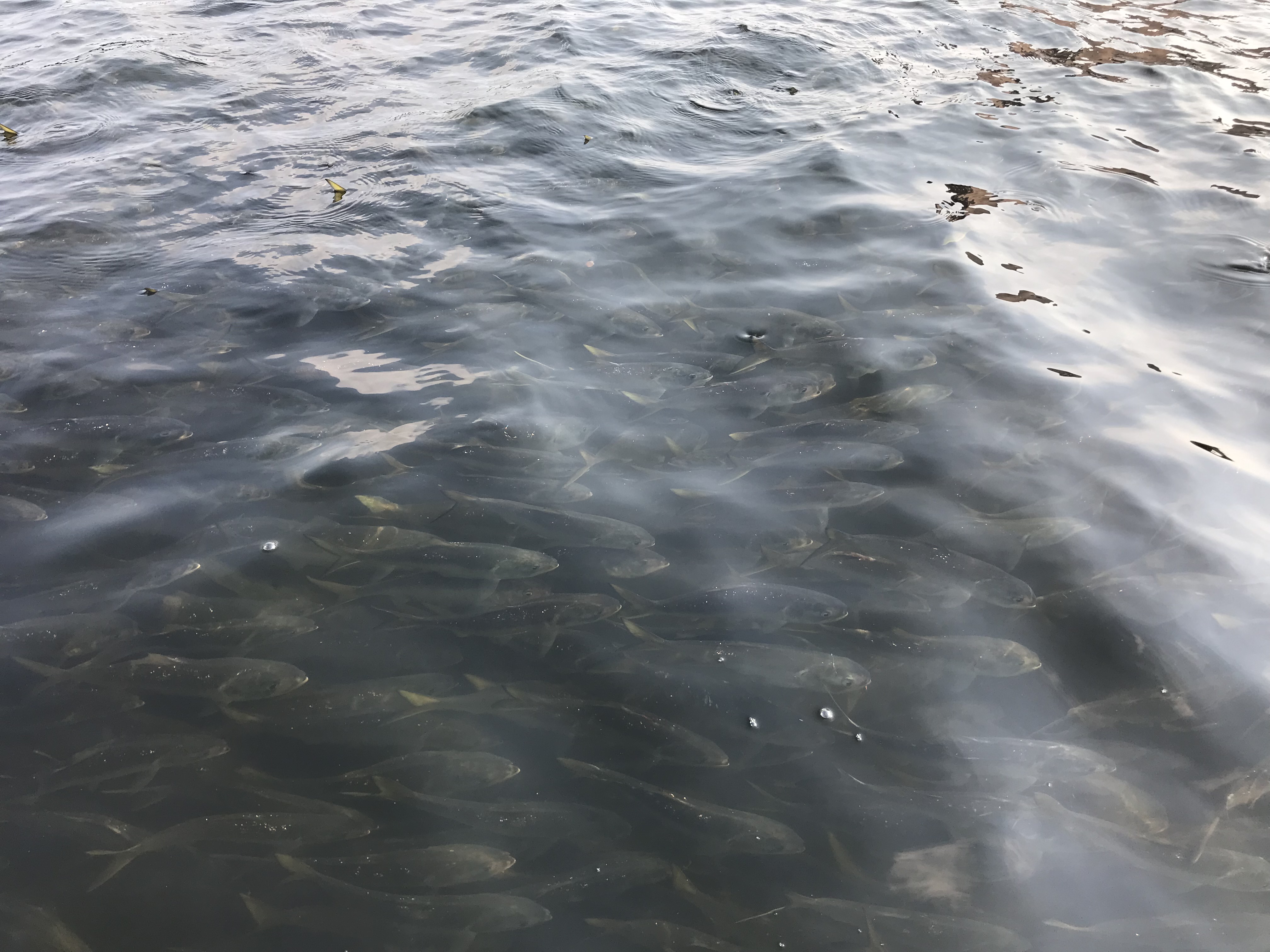 A school of menhaden swam in the waters of the Mystic River near the Amelia Earhart Dam in Somerville.