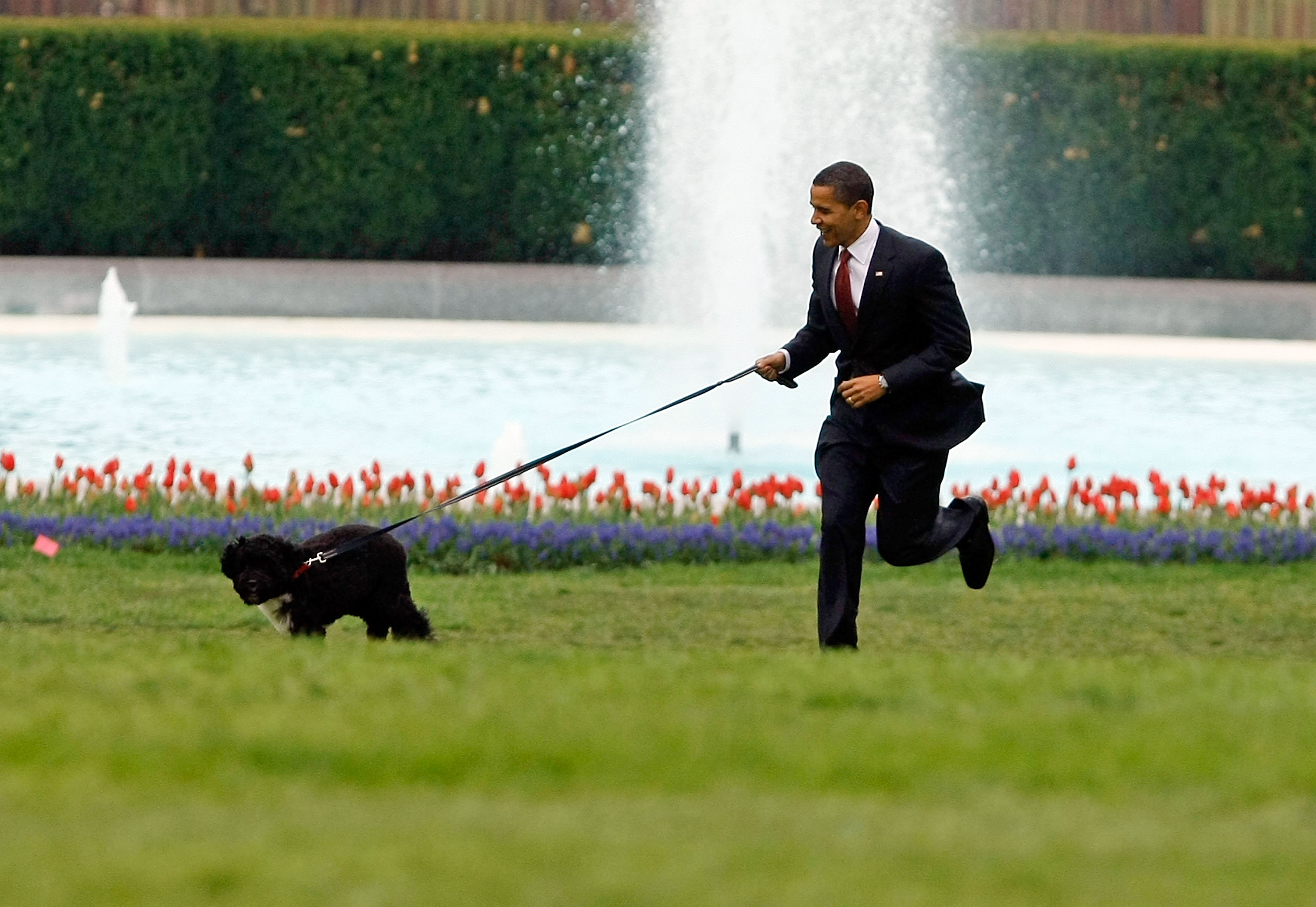President Obama ran with his family's dog, a Portuguese water dog named Bo, on the South Lawn of the White House in 2009.