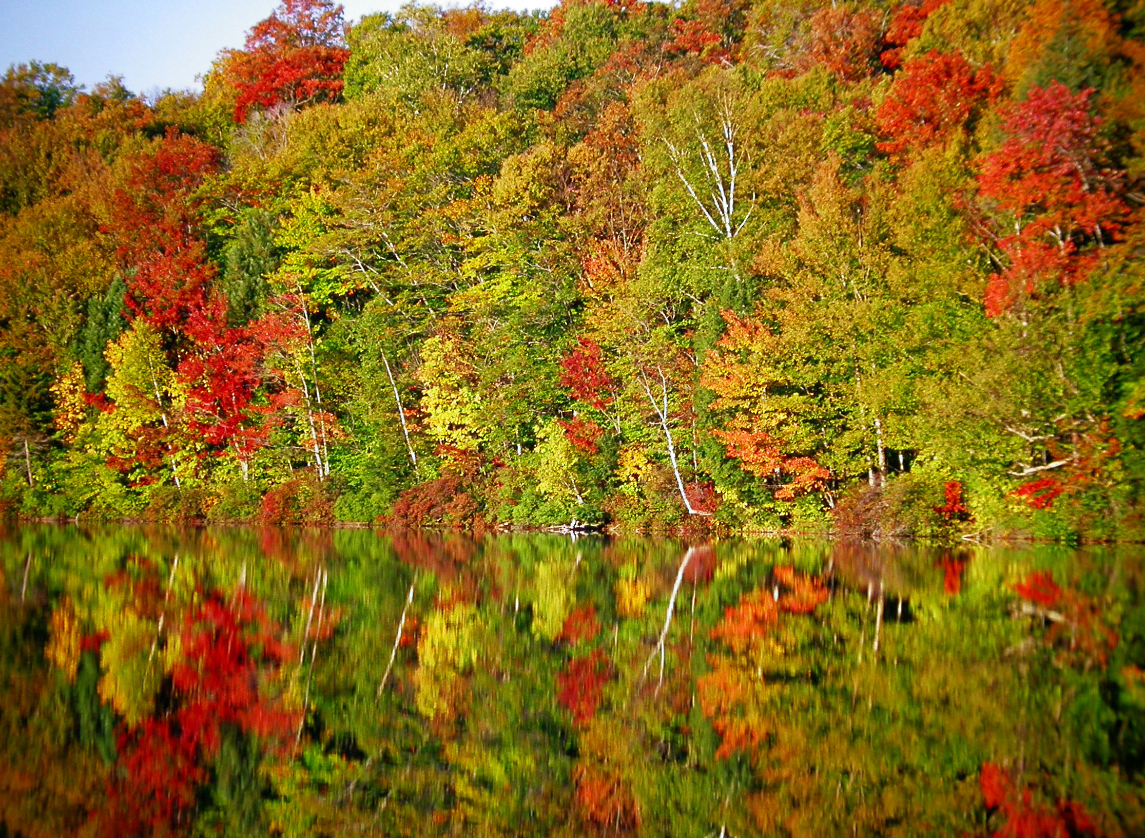 White Mountain foliage.