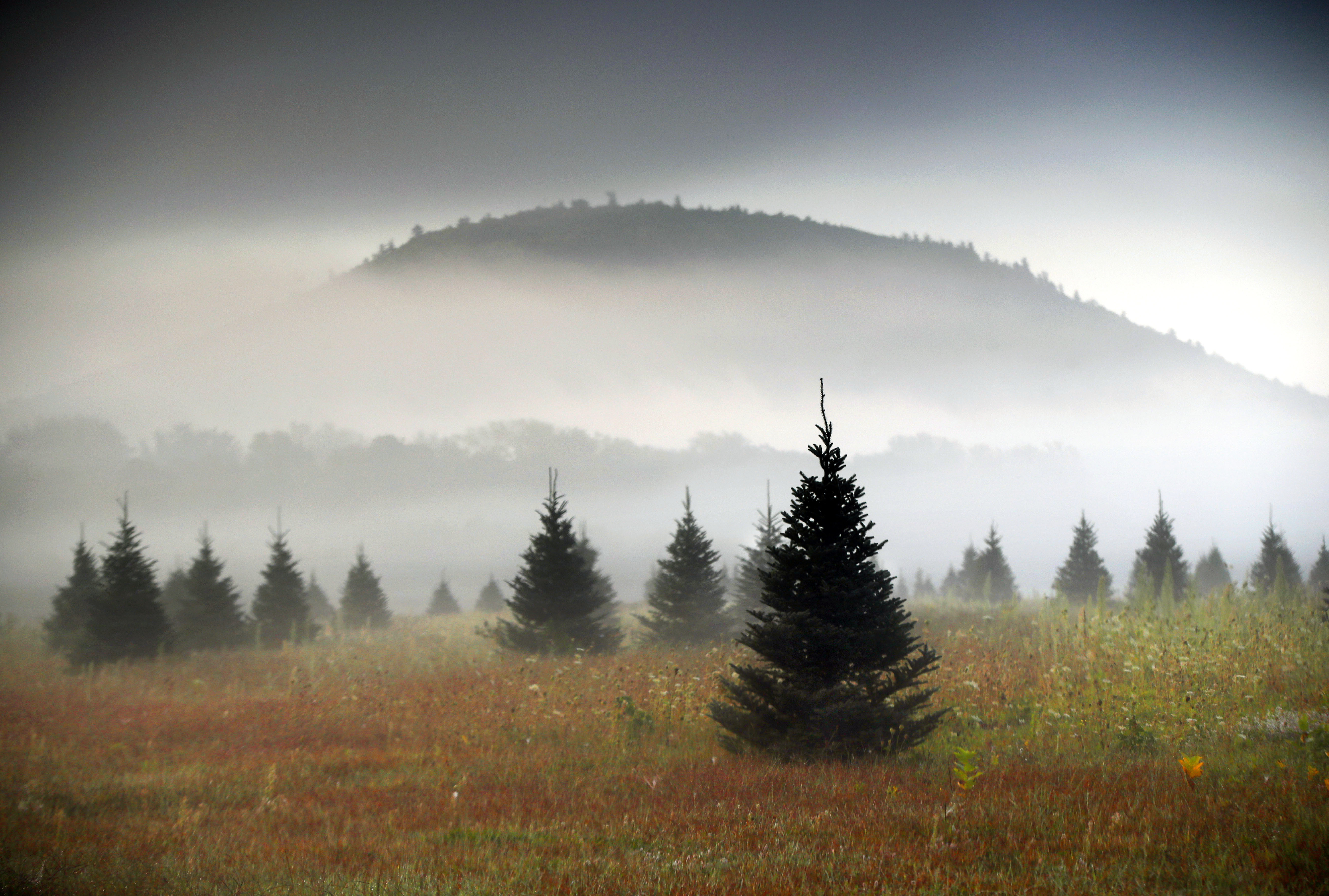 Fog drifts through a Christmas tree farm near Fryeburg, Maine. 