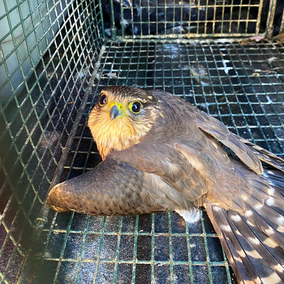 This injured merlin was discovered in someone’s driveway in Medford.