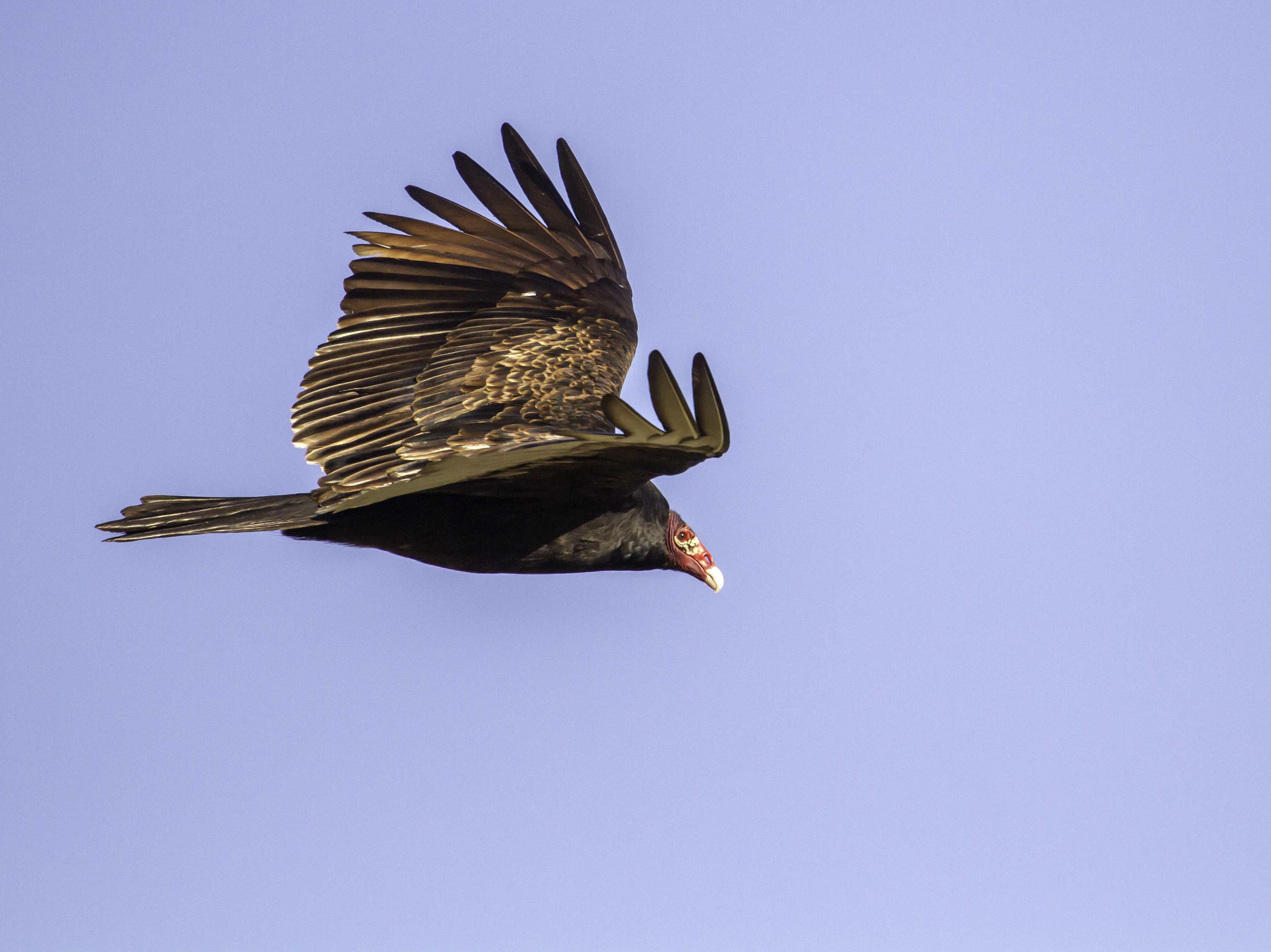 Turkey Vultures Have a Keen Sense of Smell and Now We Know Why, At the  Smithsonian