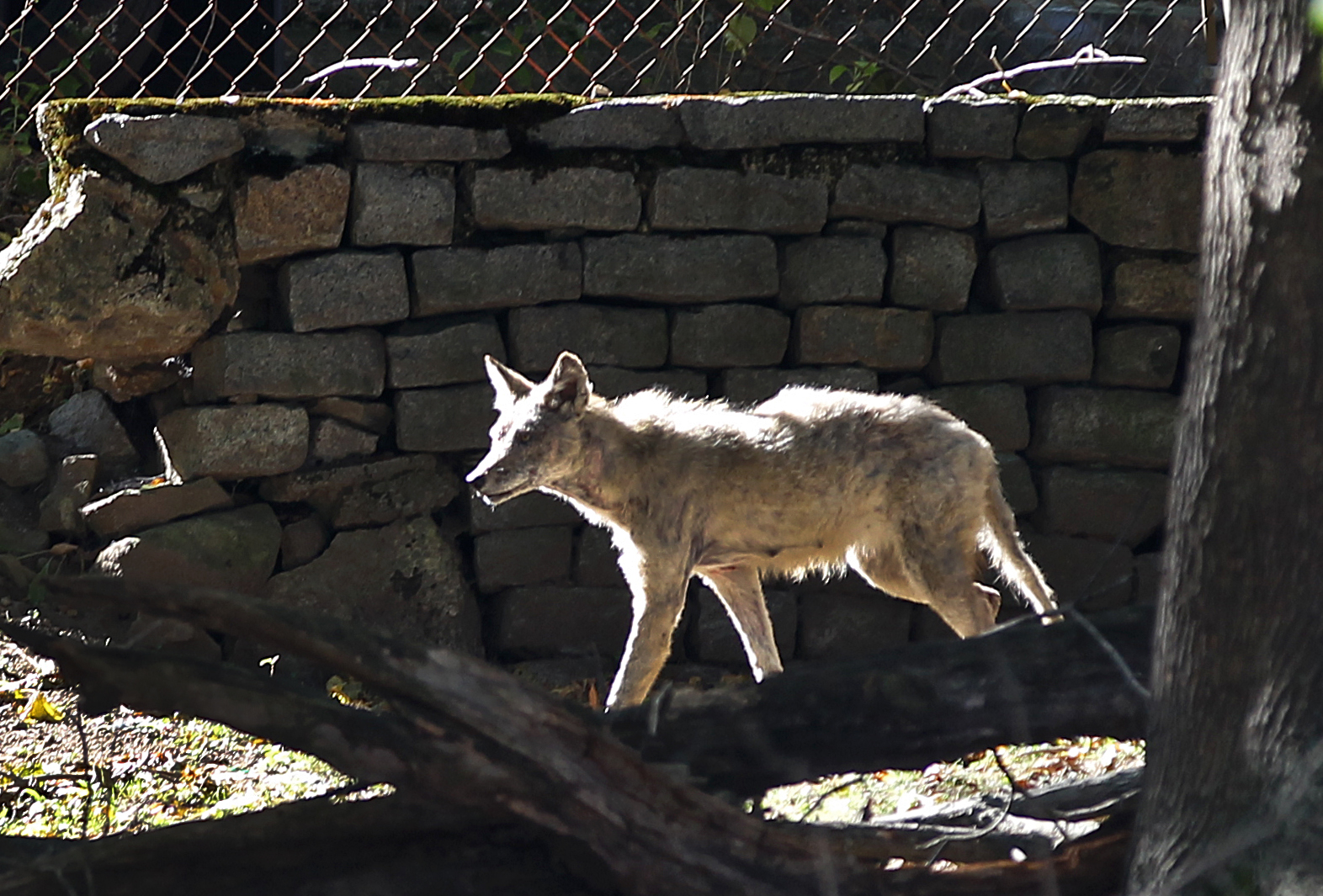 Coyotes  Powered By GiveSmart