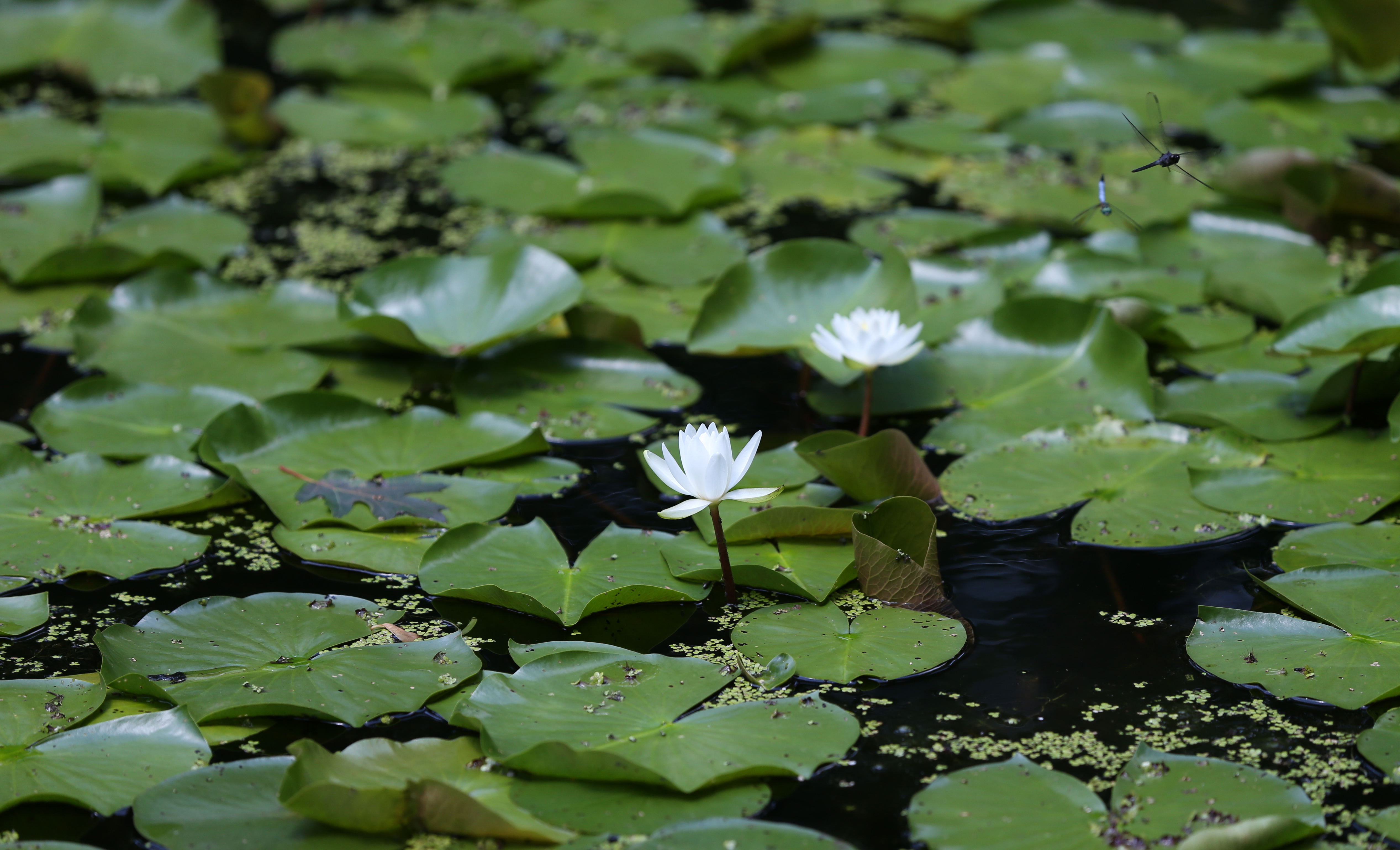 The lily pond at Garden in the Woods.