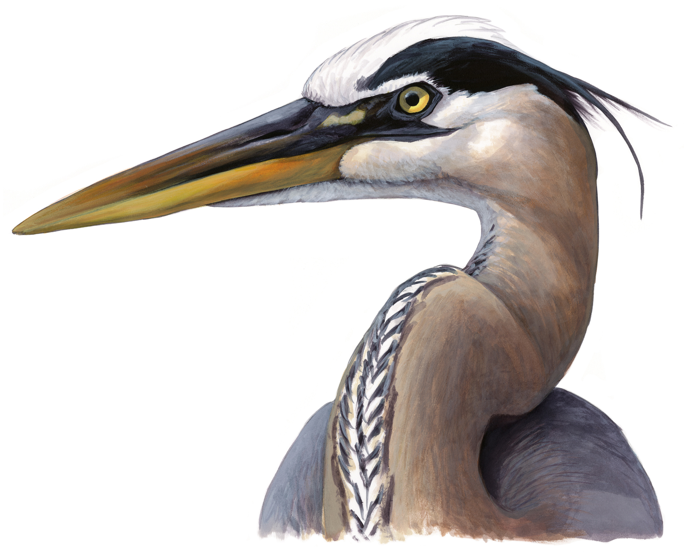 Great Blue Heron
