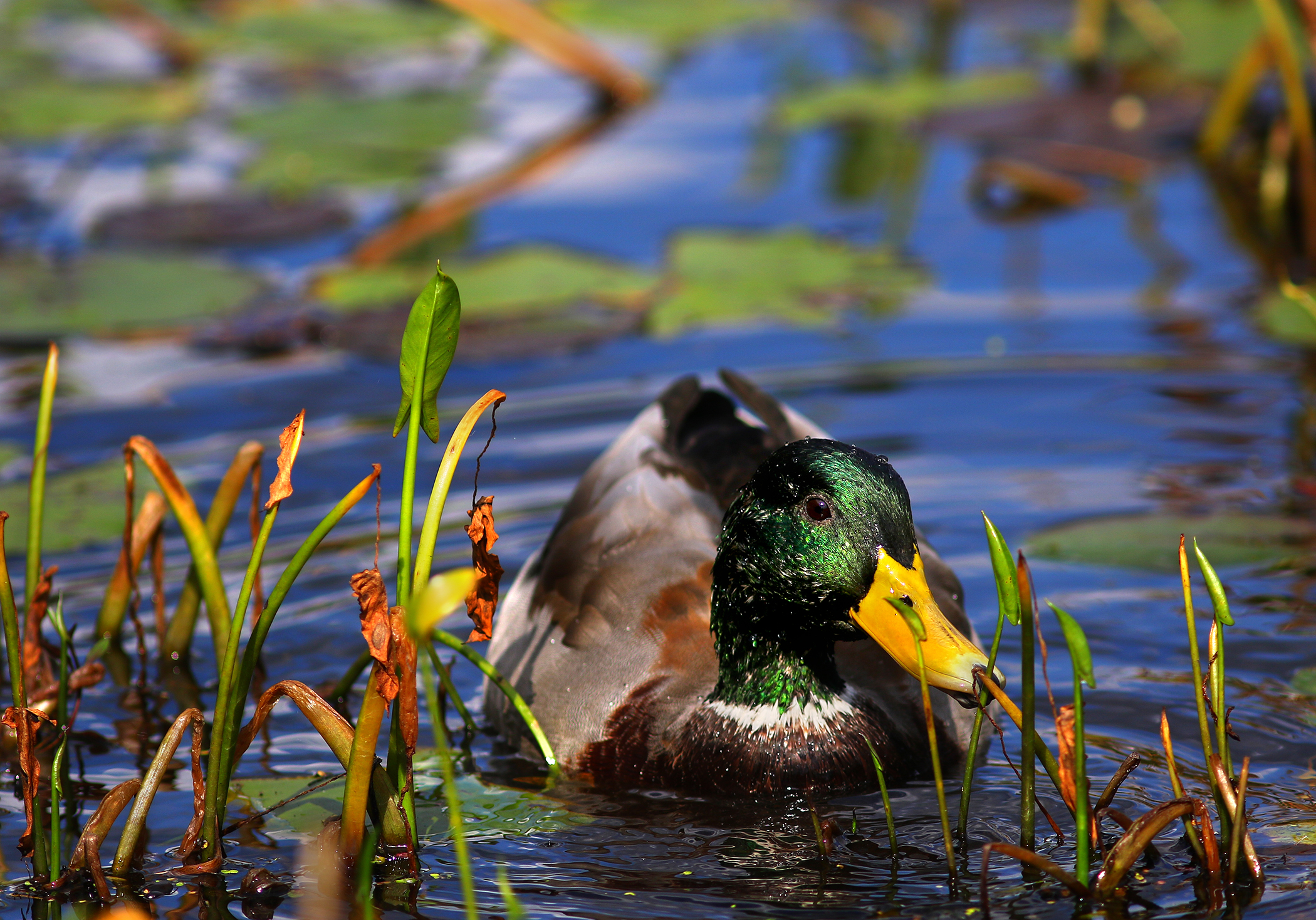 A duck frolics in the Charles River at the Broadmoor Wildlife Sanctuary in Natick.