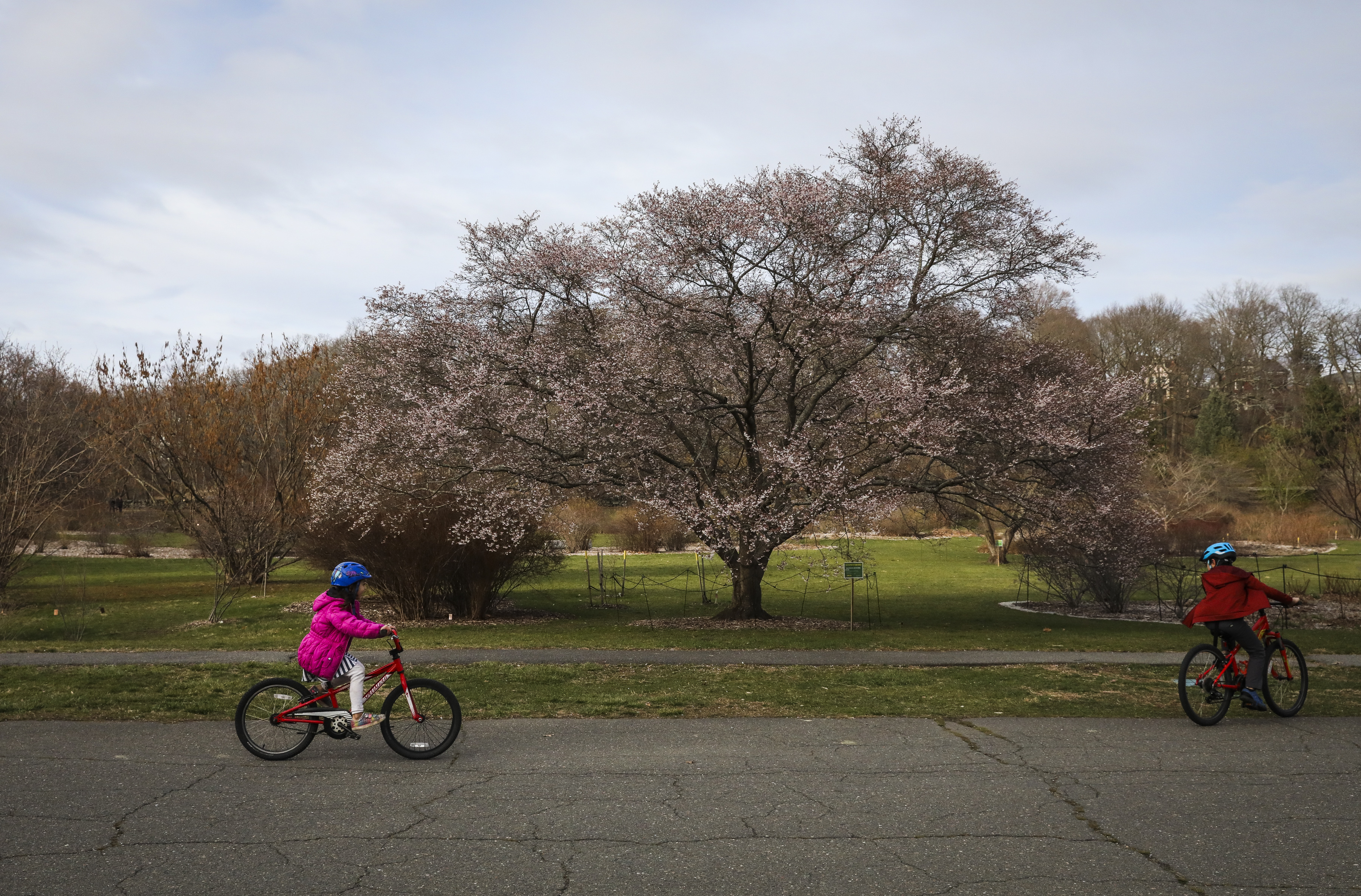 Reena, 6, bikes with her brother Eishan, 10, through the Arnold Arboretum last month.