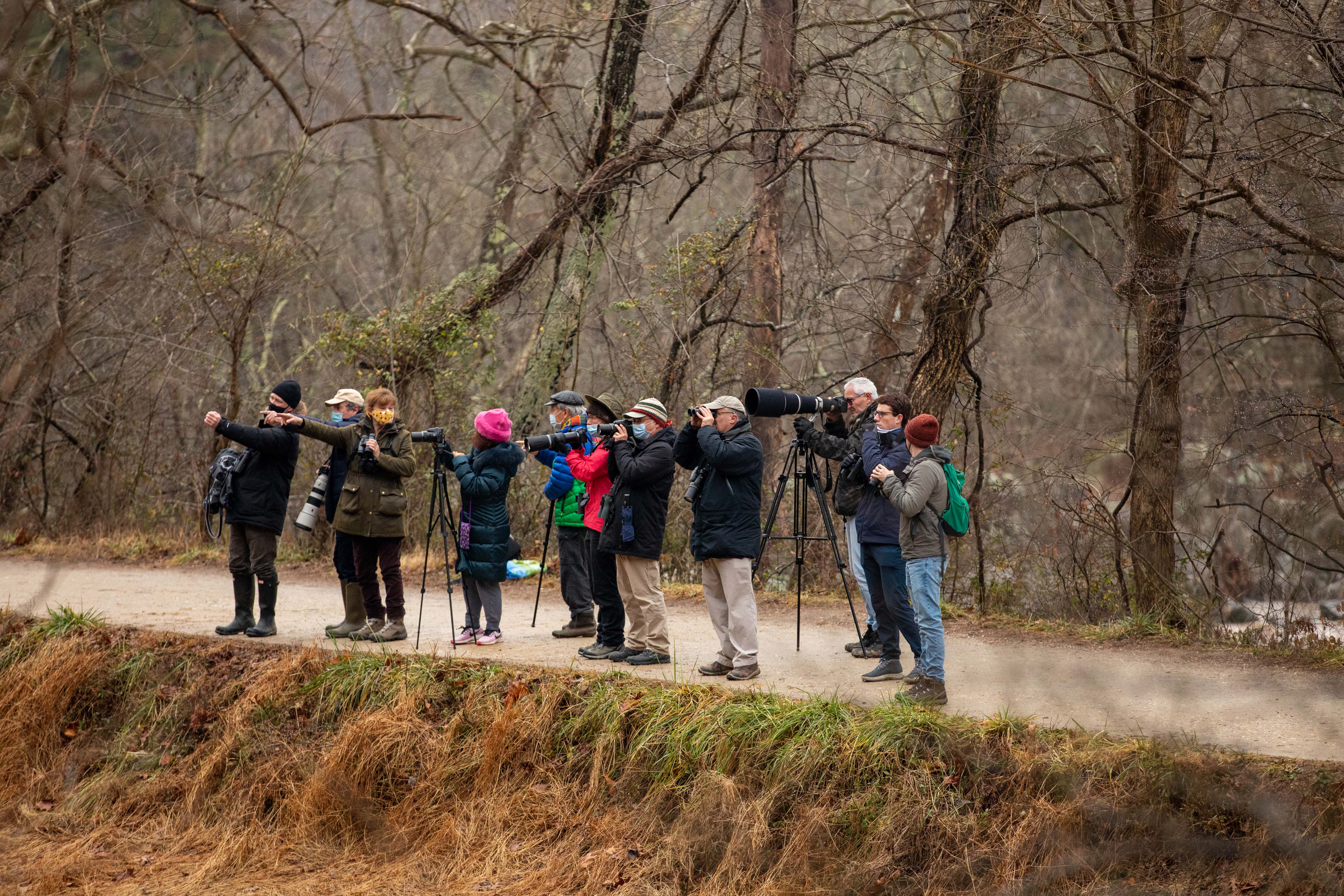 Birdwatchers searched for an elusive Painted Bunting, a type of bird unusual for the Washington region, in Potomac, Md., in January.