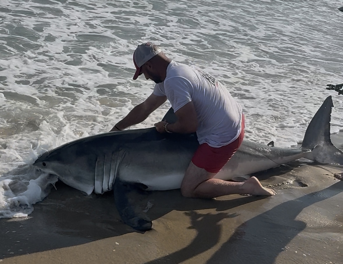 be fishing reel great white shark KastKing MegaJaws Baitcasting Reel,5.4:1 Gear Ratio,Right Handed Reel,Great Sports & Outdoors Nantucket fisherman reels in great