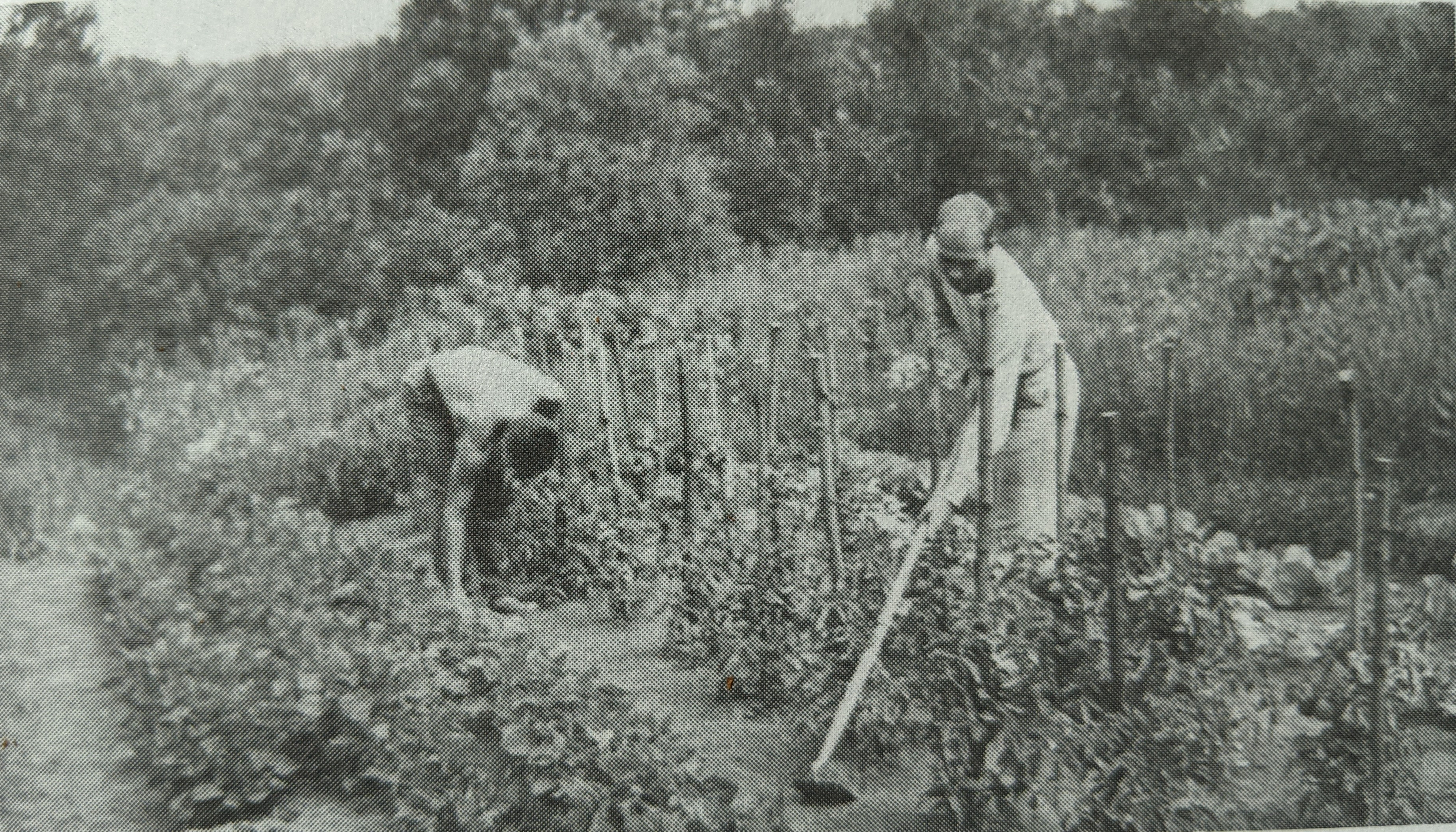 Garden chores in the 1930s.