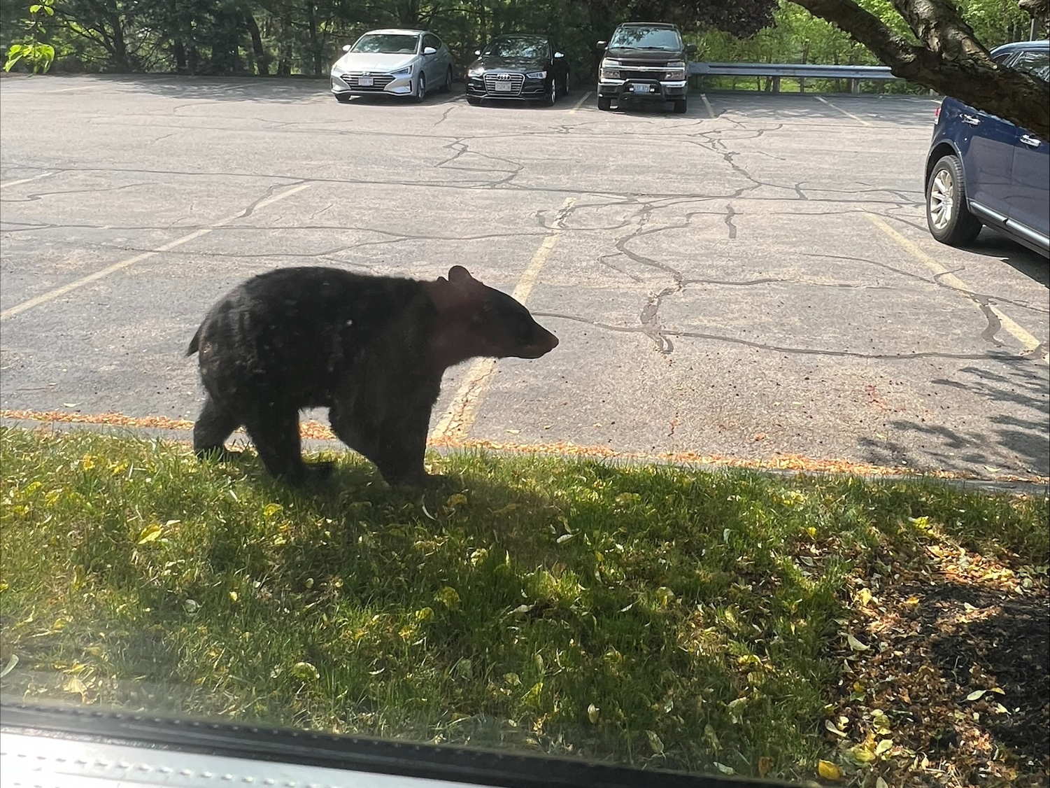 Black bear spotted roaming in Jersey Shore town - WHYY