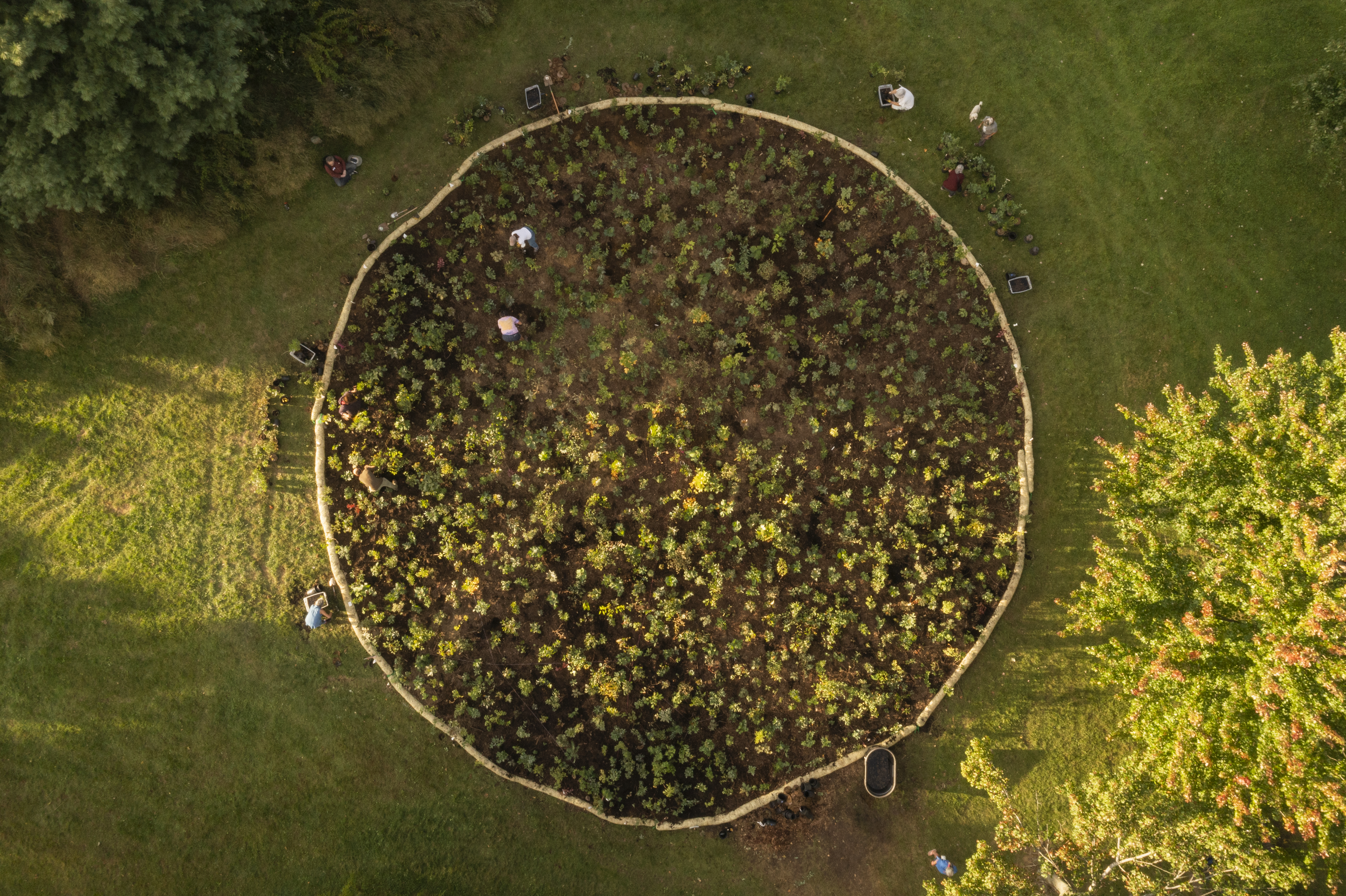 This is how tiny urban forests can boost biodiversity