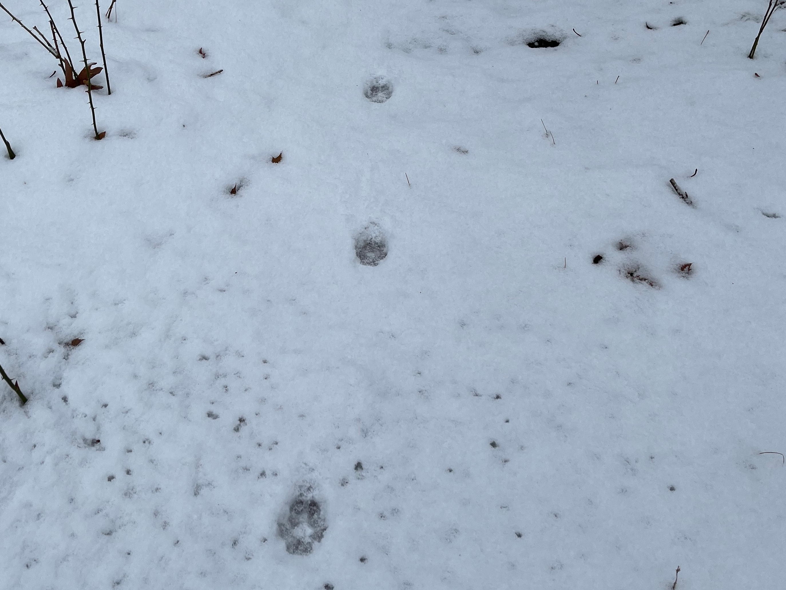 Animals leave clues in the winter woods - The Boston Globe