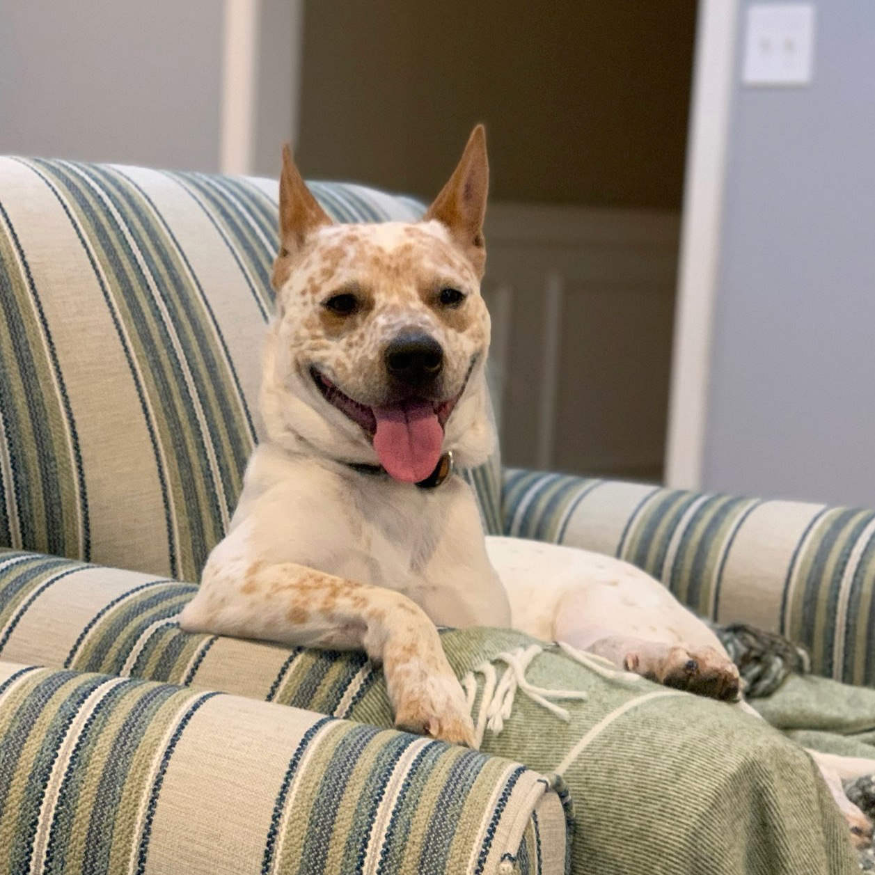 a place where dogs are bred reared trained