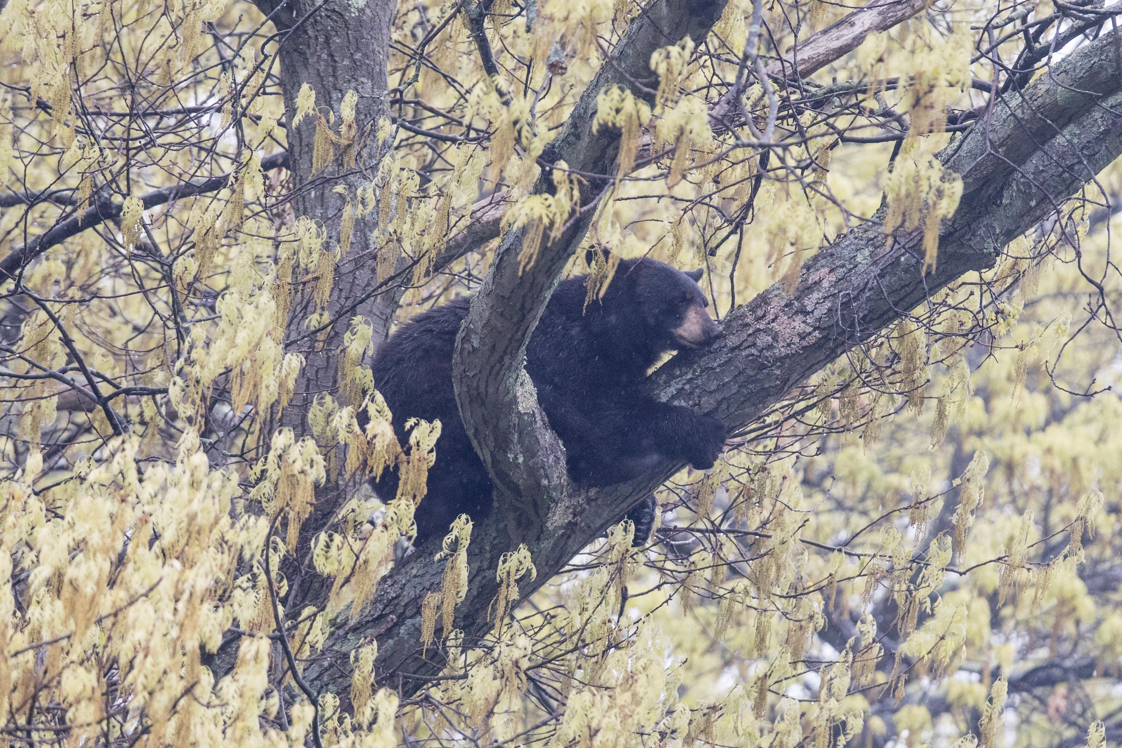 Man charged for illegal hunting after bear cubs killed in New