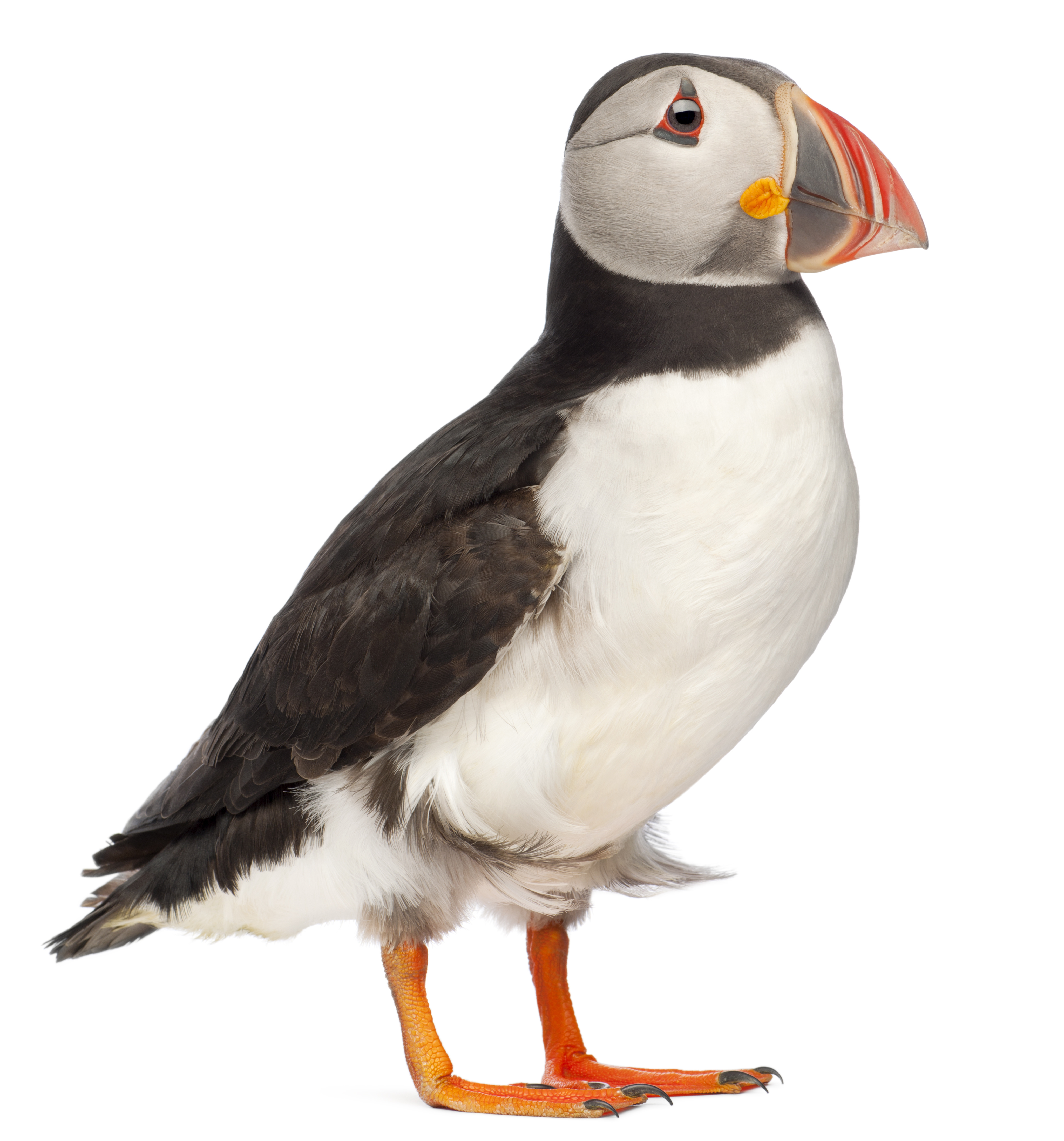 Atlantic Puffin or Common Puffin, Fratercula arctica, in front of white background
