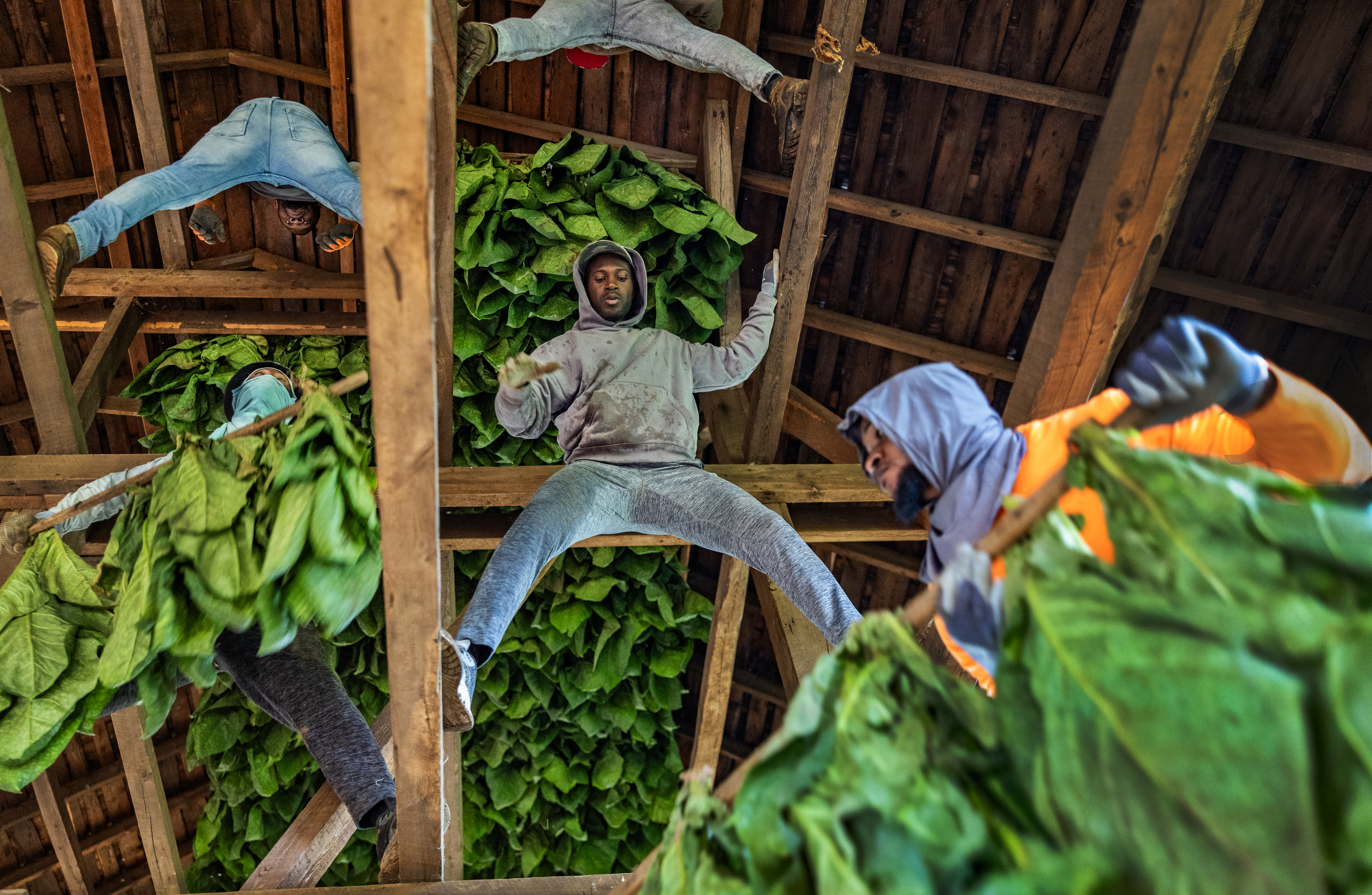 tobacco farms in ct Connecticut tobacco farmers count on Jamaican workers