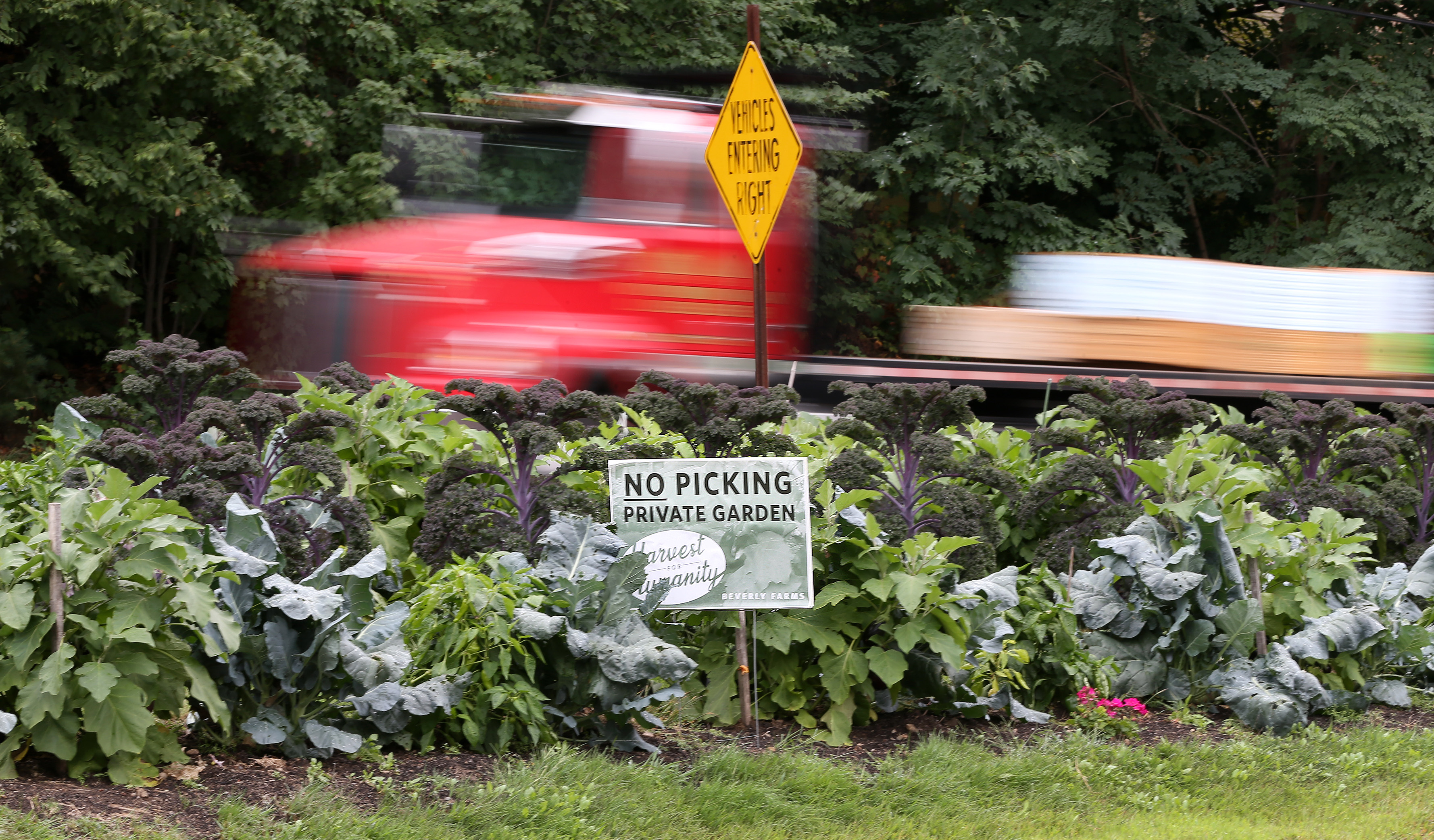 A truck whizzes by part of the traffic island in Beverly Farms where John Fallon has been growing vegetables and donating the crops to a local food program for people in need.