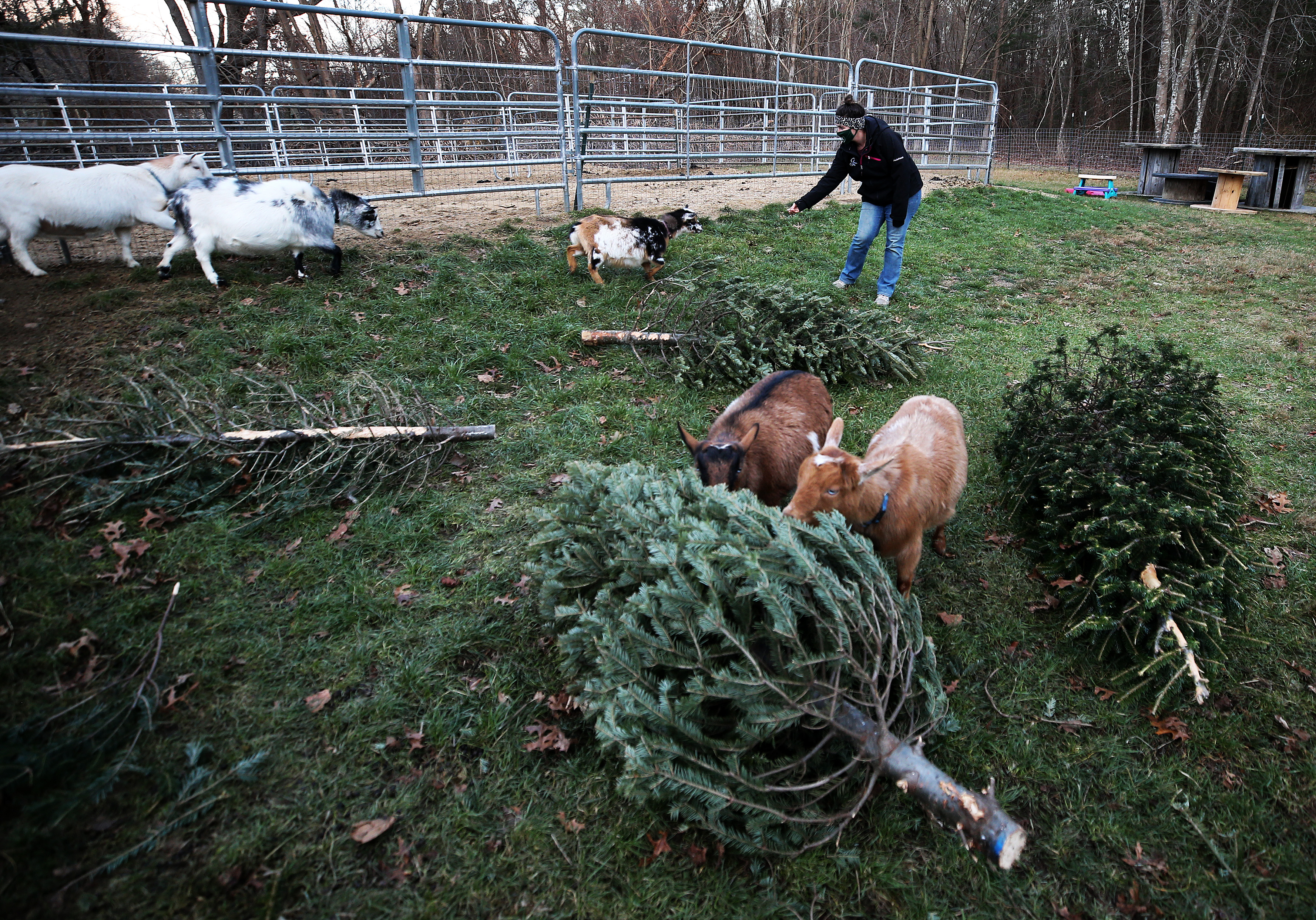 All Done With Your Christmas Tree? These Farm Goats Will Happily Eat It For You - The Boston Globe