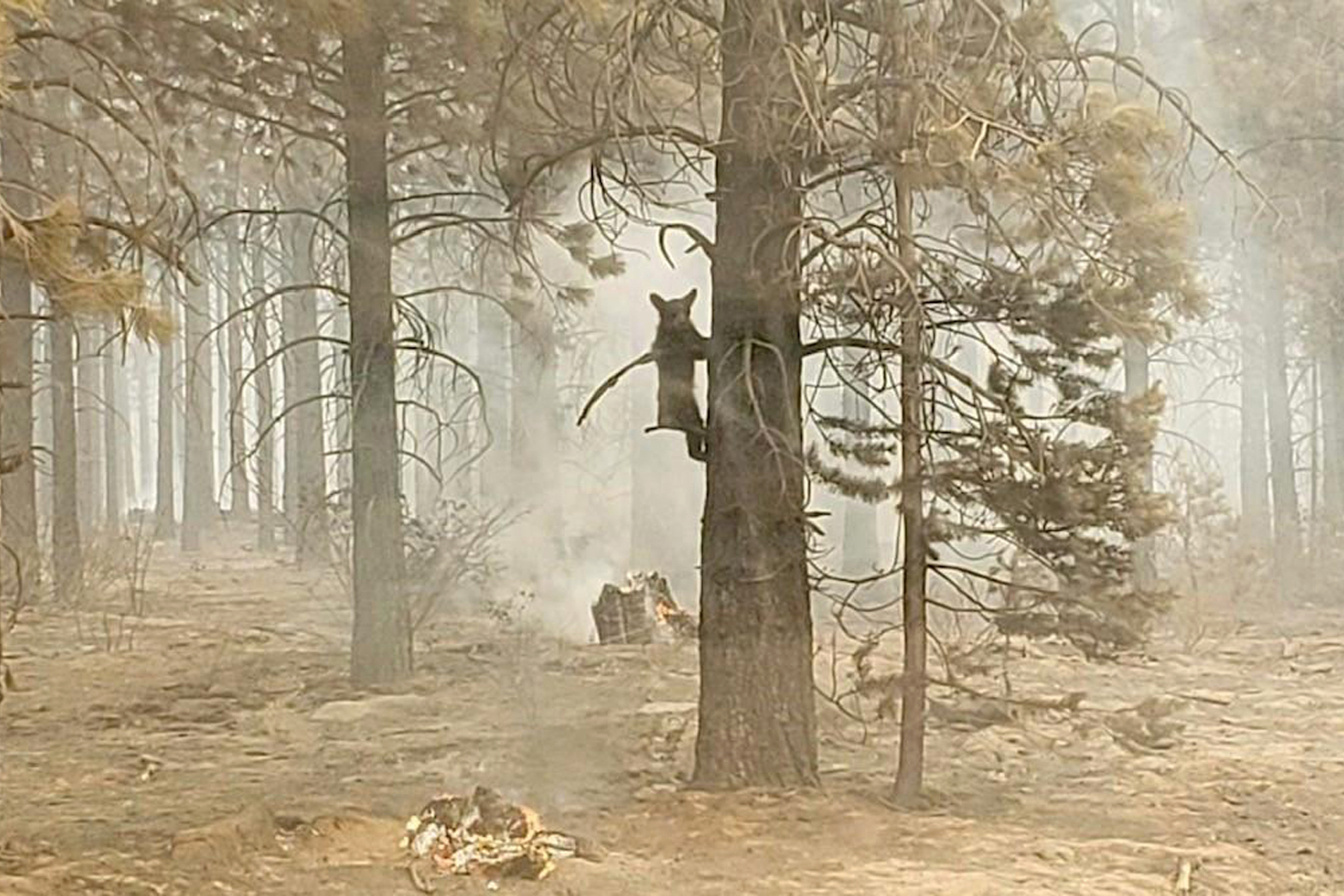 A bear cub clung to a tree after being spotted by a safety officer as the Bootleg Fire charred southern Oregon on July 18. As more fire personnel moved into the area, the cub scurried down the tree trunk and later left after being offered water.