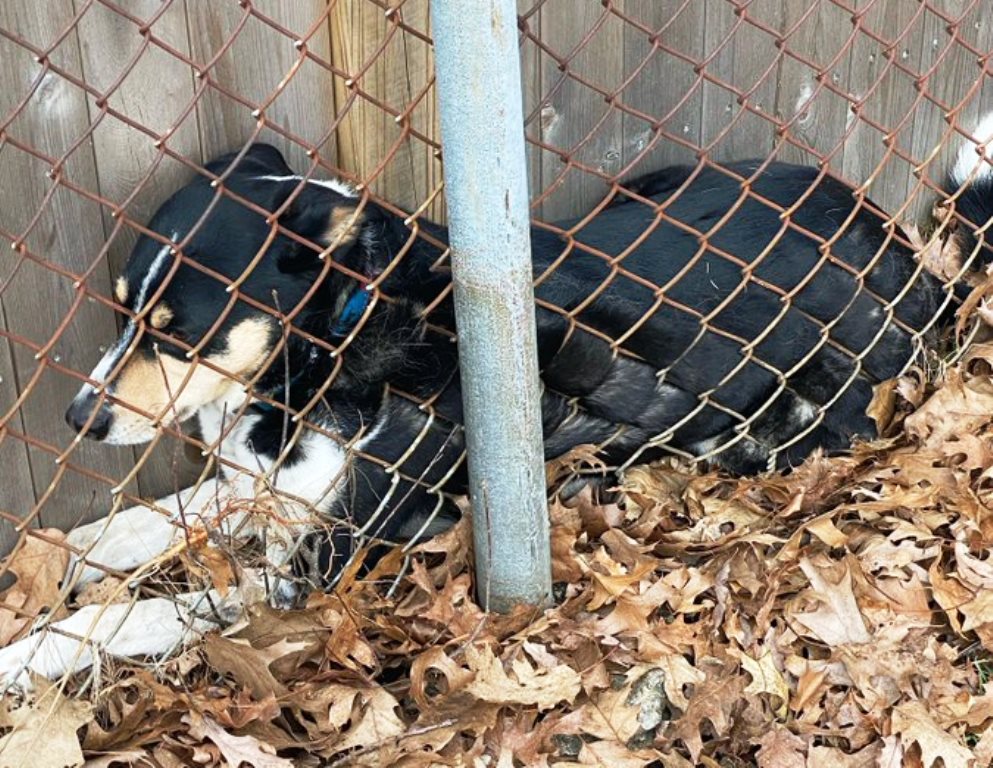 Fisher Cat Attacks Dog in Backyard in Centerville, Mass. – NBC Boston