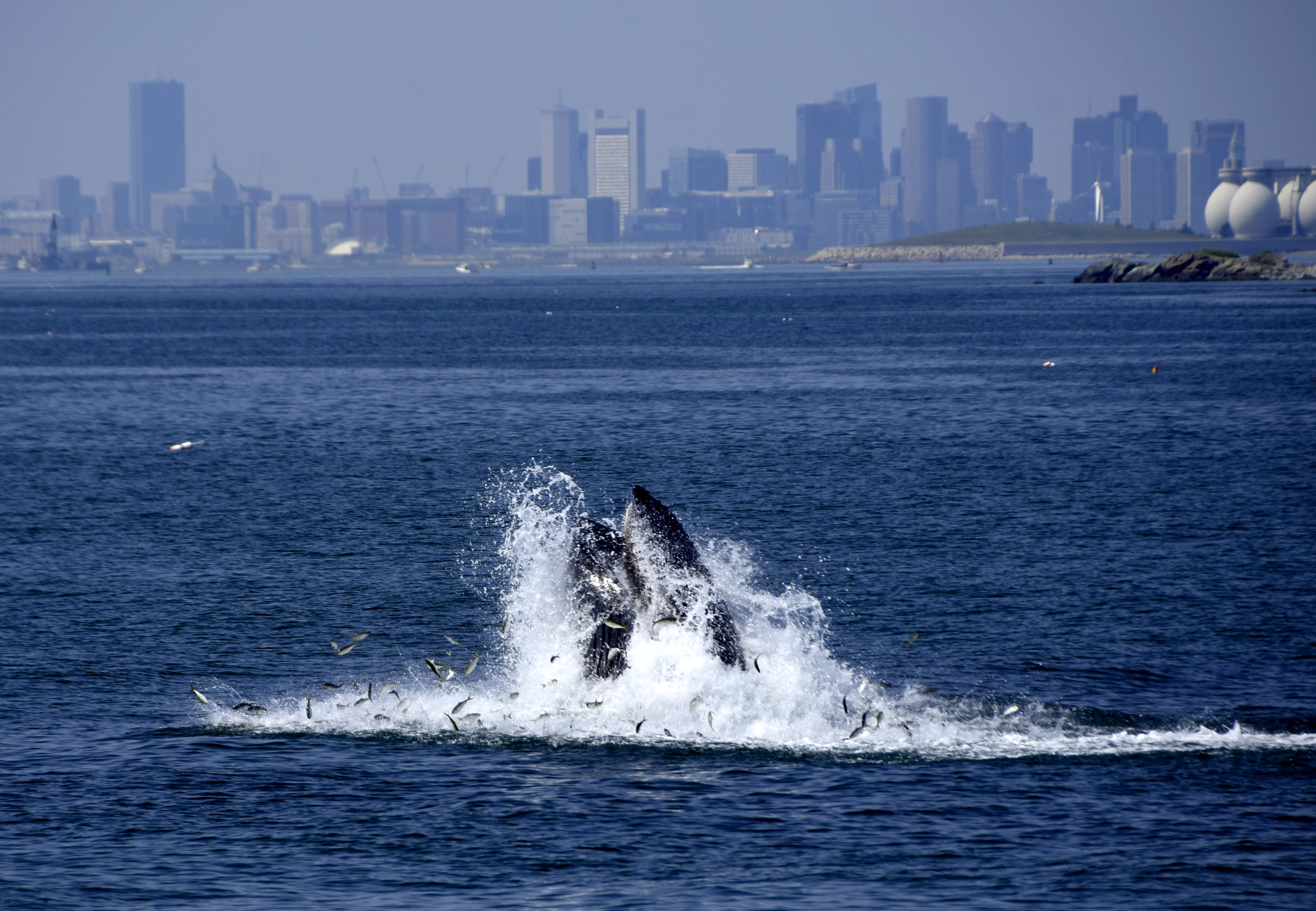 Bringing Boston into the wild - The Boston Globe