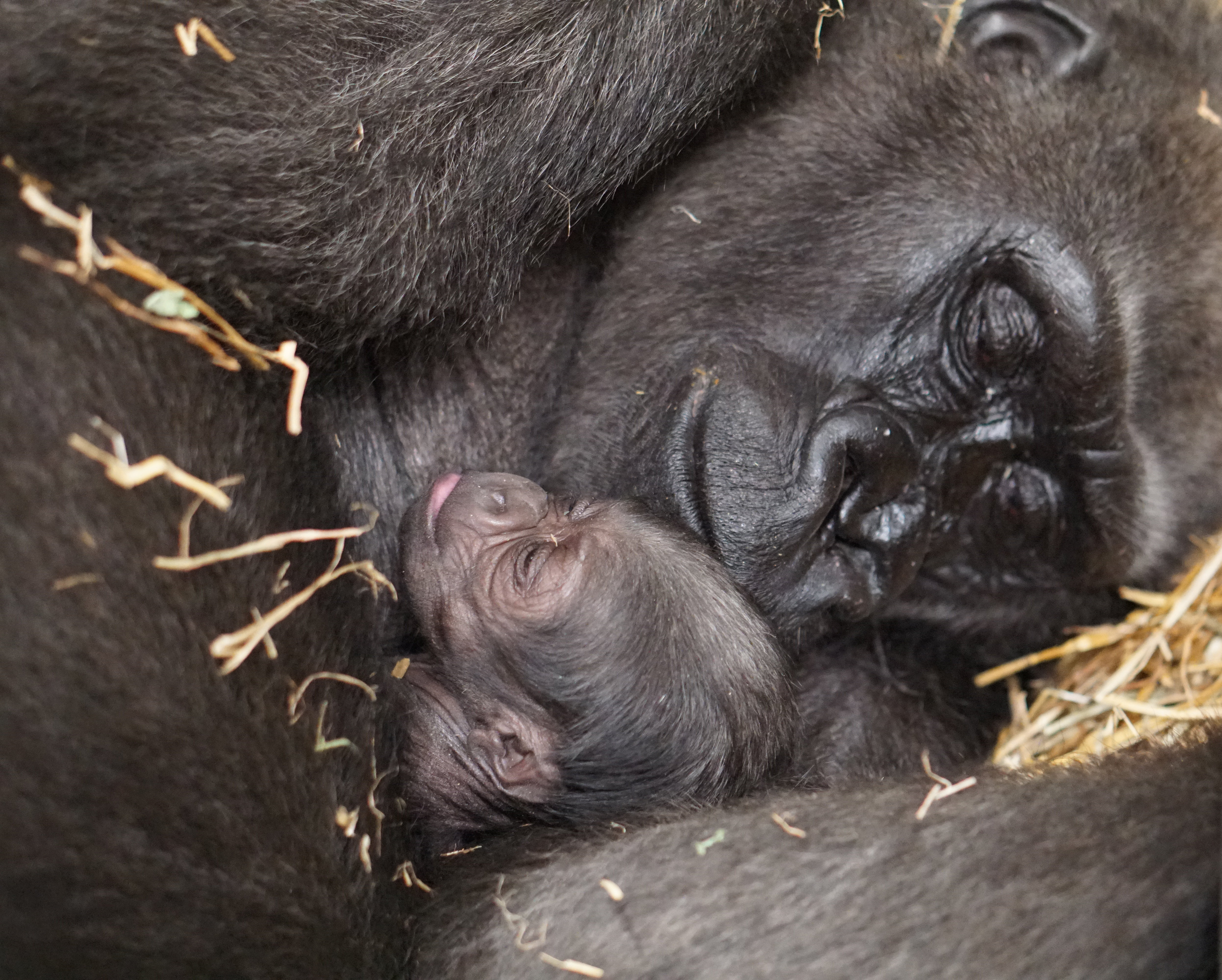 Baby gorilla born at Jersey Zoo 