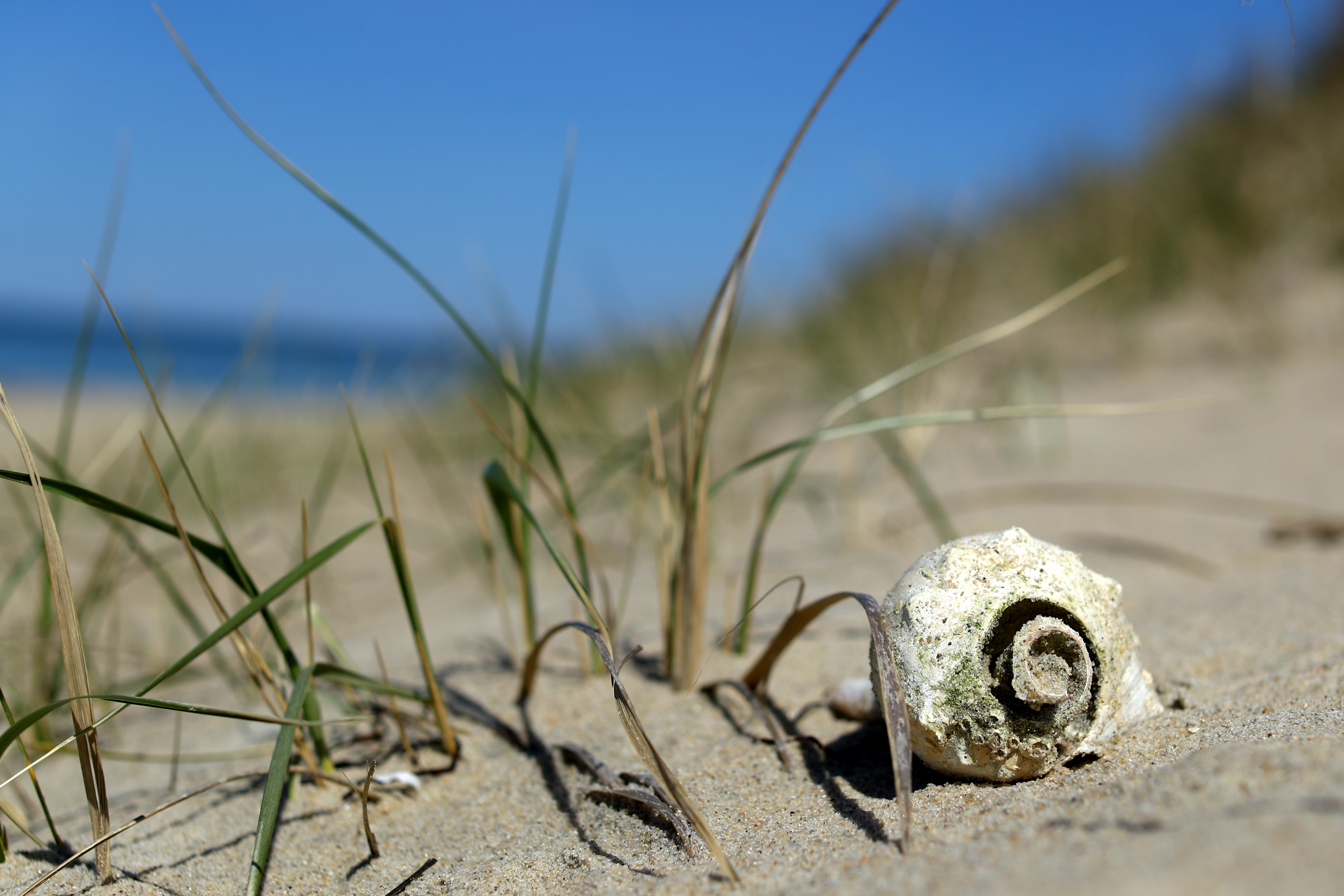 A shell sits on Dionis Beach.